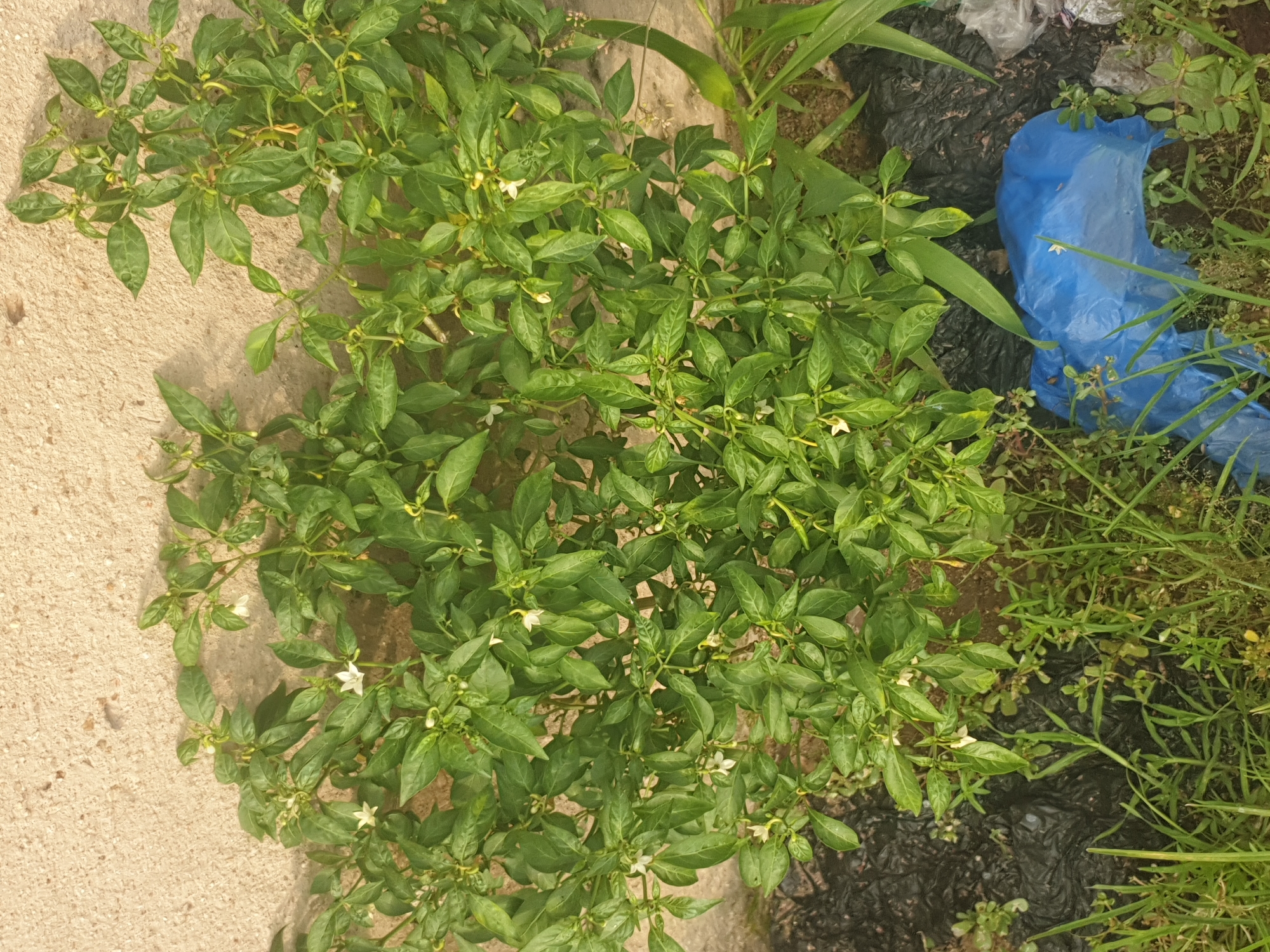 A dense, green chili pepper plant with numerous small white flowers and developing green chilies is situated against a textured, light-colored wall. The plant is growing in the ground, which is partially covered by black plastic sheeting and scattered debris, including a crumpled blue plastic bag and some dry leaves. Blades of grass and other low-lying green vegetation are growing around the base of the plant and the debris. The lighting suggests it is daytime. The scene appears to be an outdoor area, possibly a garden or the side of a building, in Jalingo, Nigeria.