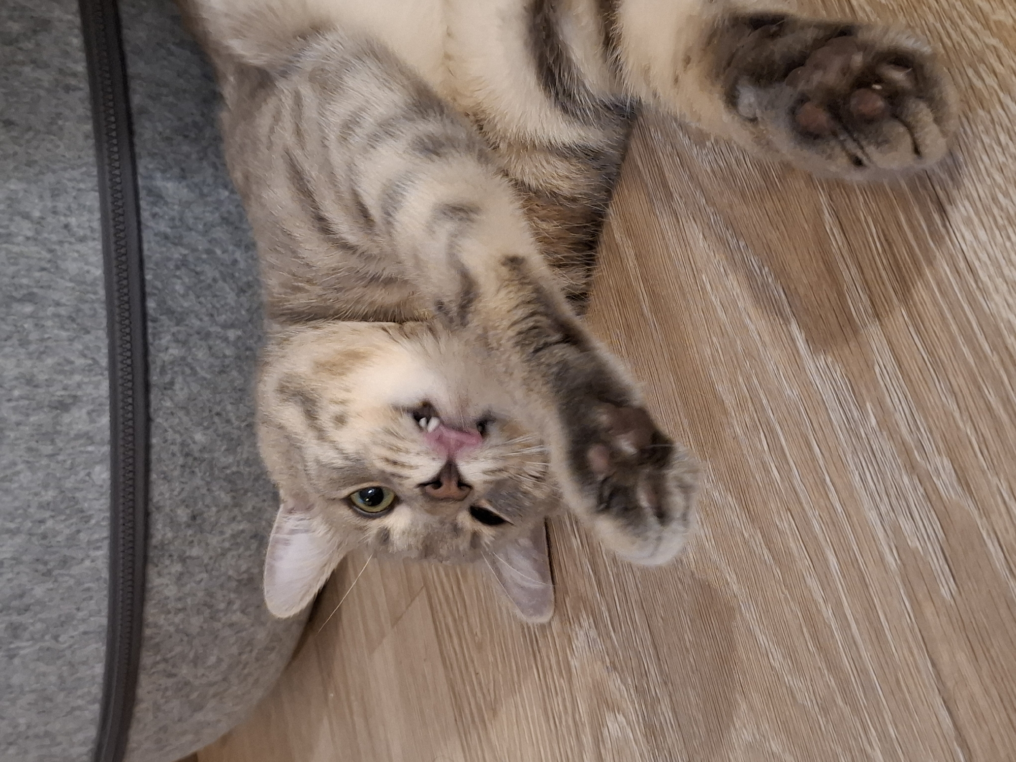 A domestic cat is lying on its back on a wooden floor, with its paws extended. The cat is a tabby with grey and beige stripes. Its mouth is open, showing its pink tongue. In the background, there is a grey pet bed. The scene appears to be indoors, likely in a residential setting. There is no indication of the location being in Zemun Urban Municipality, Serbia.