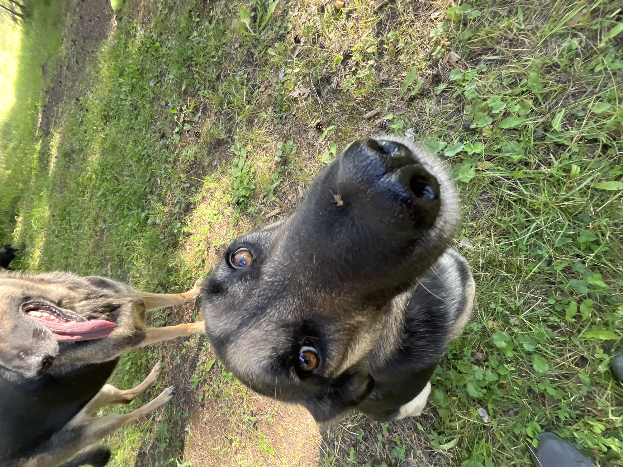 The image depicts two German Shepherd dogs in a grassy outdoor environment. The dog in the foreground is closer to the camera, with its head tilted and a curious expression. Its nose is prominent, with a small insect resting on it. The dog in the background is partially visible, with its mouth open and tongue hanging out, suggesting it may be panting or excited. The ground is covered in green grass, with some dry leaves and small pinecones scattered around. Sunlight filters through what appears to be trees, creating dappled light on the ground. The location is identified as Nizhny Tagil, Russia.
