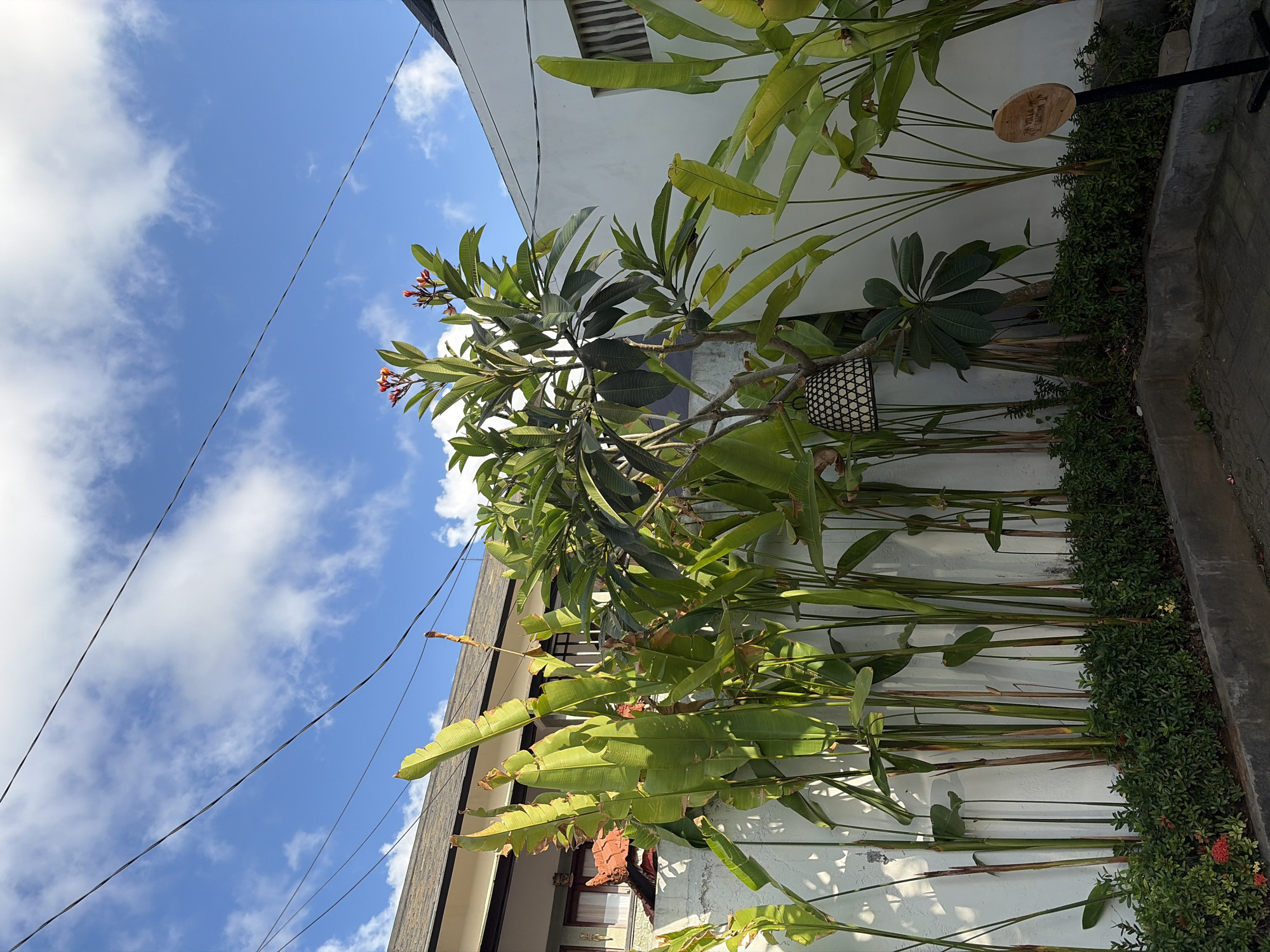 In the city of Kuta Selatan, Indonesia, a sun-drenched outdoor scene unfolds. Tall, vibrant green plants with large leaves dominate the foreground, their stalks a mix of green and reddish-brown. The plants are arranged in a line along a white wall, with a neatly trimmed hedge of smaller green bushes lining the base. To the left, red flowers add a splash of color to the greenery.
A decorative woven lamp hangs from a branch of a leafy tree in the mid-ground, its intricate pattern visible against the white wall. Further to the right, a small wooden sign on a black pole stands next to another cluster of tall green plants. The sign appears to have writing on it, though it's too small to be legible.
Behind the plants, a building with a dark tiled roof and white walls is visible. Several power lines stretch across the bright blue sky, which is dotted with fluffy white clouds. The overall impression is one of lush vegetation and clear skies in a tropical setting.