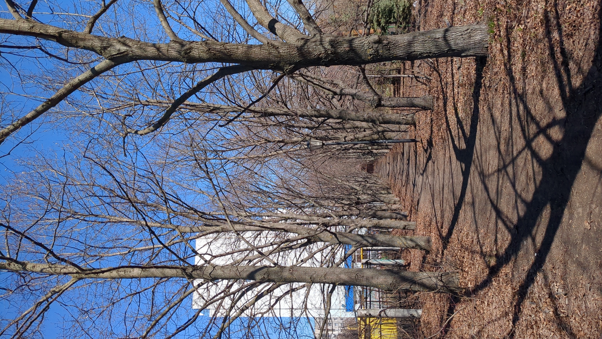 A vertical photograph depicts a tree-lined path in Ulyanovsk, Russia during the late fall or winter. The trees, devoid of leaves, form a dense canopy over the pathway. Their branches extend horizontally across the frame against a clear blue sky. The path is covered in fallen leaves and casts long shadows. A building is partially visible in the background. A lamppost is seen along the path. No people are visible. The environment suggests a park or green space.