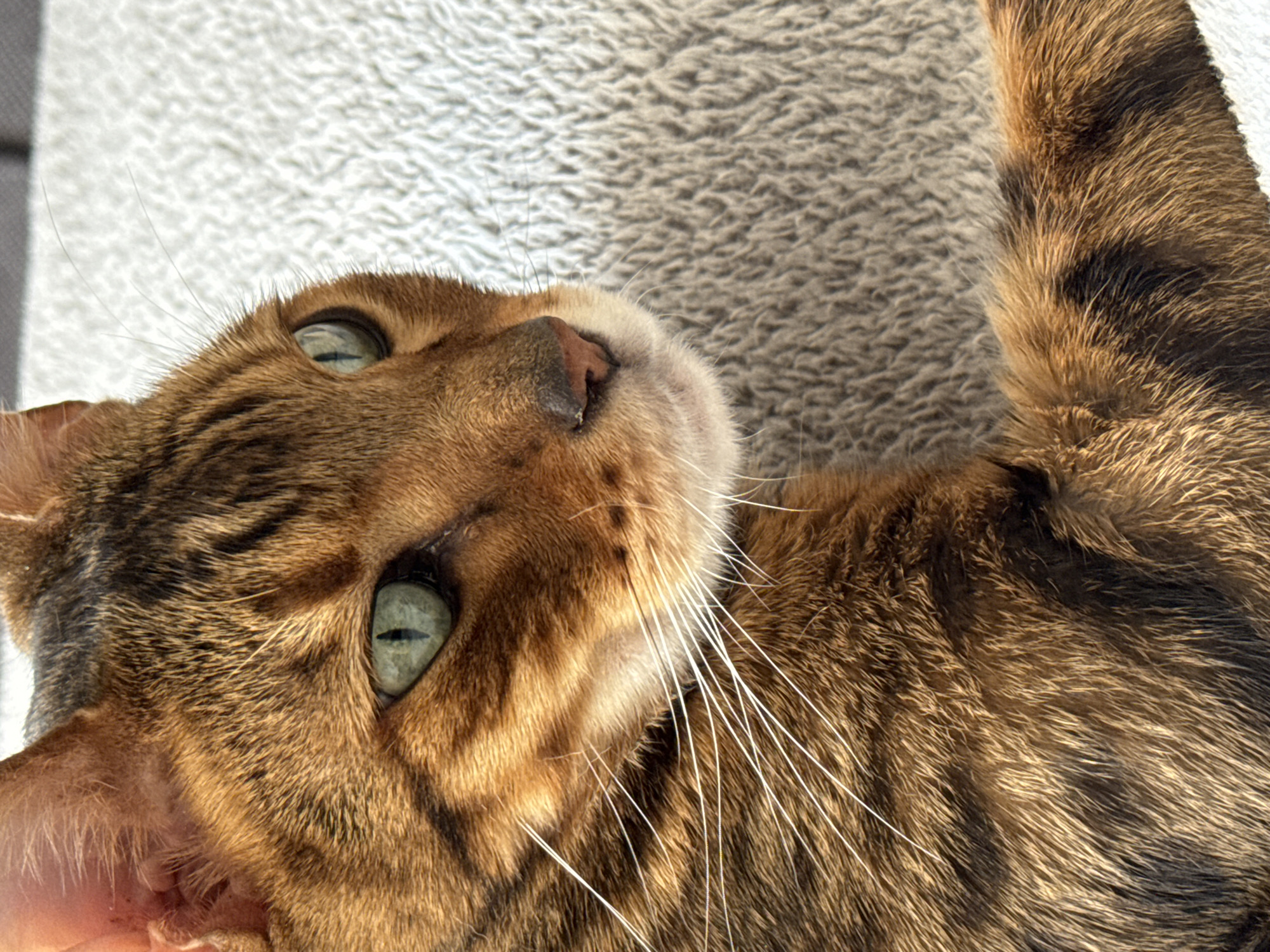 A close-up photograph captures a brown tabby cat lying on a light-colored textured surface. The cat's head is tilted upwards, showcasing its eyes and facial features. The cat's fur is patterned with darker stripes and spots, characteristic of a tabby pattern. The cat's nose and whiskers are prominent, and its green eyes are partially visible. The setting is an indoor location, but the specific details of the room are obscured. The city and location are unknown.