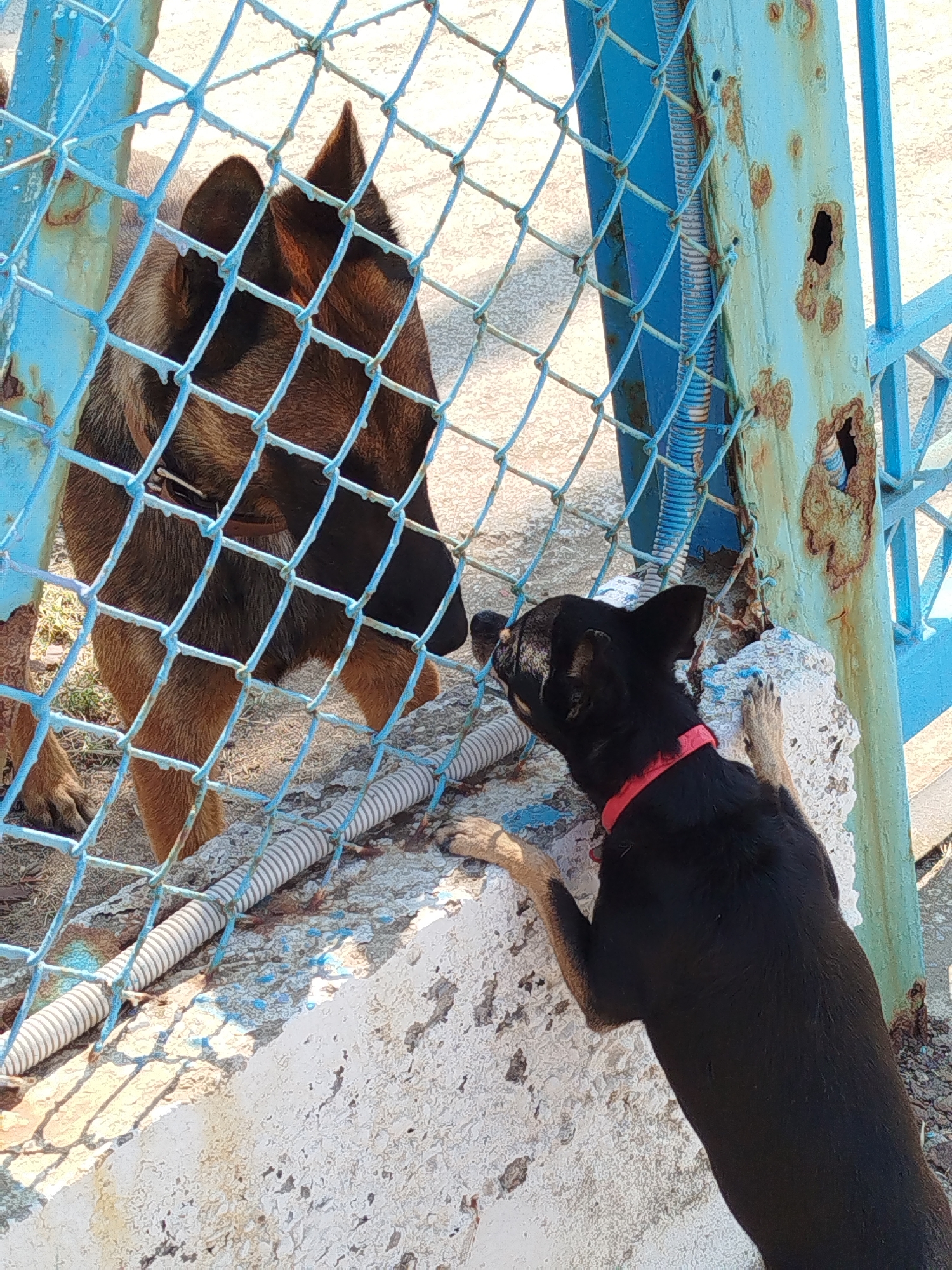 Two dogs are interacting through a blue chain-link fence. On the left, a large German Shepherd-type dog with tan and black fur is seen from the neck down, looking towards the right. On the right, a smaller black dog with a red collar is on its hind legs, reaching up towards the fence and the other dog. The fence is attached to a rusty blue metal post. The dogs are in an outdoor area with a concrete ledge and a ribbed gray hose running along it. The ground appears to be gravel or dirt. The scene suggests a possible shelter or outdoor enclosure setting. The location is the Municipal Unit of Sithonia, Greece.