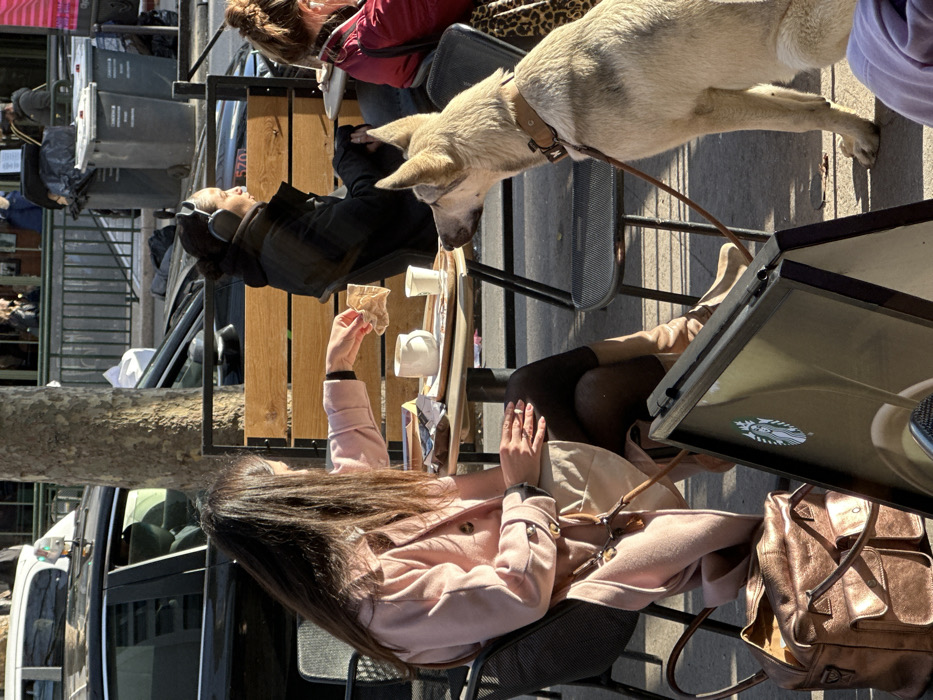 The image, rotated 90 degrees clockwise from its natural orientation, captures an outdoor scene at what appears to be a street cafe on a bright, sunny day. The strong sunlight creates distinct shadows, indicating daytime.
In the foreground, a woman with long, dark brown hair is seated at a dark metal outdoor table. She is wearing a light pink, possibly wool, coat over dark clothing and dark tights. Her right hand is raised, holding a crumpled piece of light brown paper, possibly a napkin or a wrapper. Her left hand rests on her lap, and she has her legs crossed. Next to her, on an adjacent chair, is a light brown leather-like backpack or bag. On the table in front of her, several white disposable cups are visible.
Adjacent to this woman, another person is seated, mostly obscured but visible from the waist up. This person is wearing a dark jacket and a pair of over-ear headphones, and is looking slightly upwards and to their left. To the right of this person, a light-colored dog, possibly a husky or similar breed, stands with its head lowered towards the table, appearing to sniff or observe something on it. The dog is wearing a brown leather collar with a leash attached, which extends out of frame.
Further back in the scene, another individual in a red jacket is partially visible, suggesting more people are present at the cafe. The background reveals an urban setting with dark-colored vehicles parked along what appears to be a street. Two grey trash bins, stacked together, are visible on the left, with the word "LINCOLN" printed on them. A partial tree trunk stands on the far left. On the right side of the image, a dark, reflective surface, likely another table or tray, displays a white Starbucks logo. A small sign or sticker with the number "570" is also faintly visible in the background on what looks like a pole or post. The overall atmosphere is relaxed and casual, characteristic of an outdoor cafe setting.