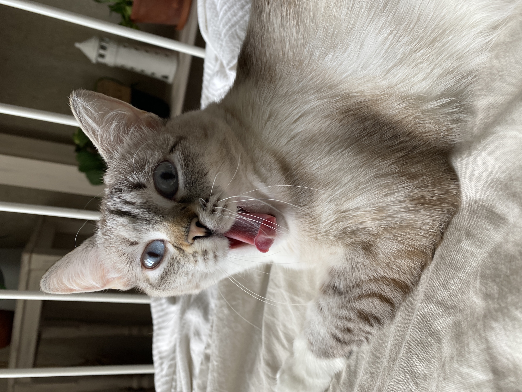 A light-colored cat with blue eyes lies on a textured, light-colored fabric, possibly a bedspread or blanket. The cat's head is tilted towards the viewer, its mouth is open, and its pink tongue is visible. The cat's fur is primarily white with gray and beige markings.
Behind the cat, a white metal railing or fence is visible, with a small white decorative lighthouse and some potted plants. The location is not specifically identifiable as Yekaterinburg, Russia, based on the visual elements in the image.