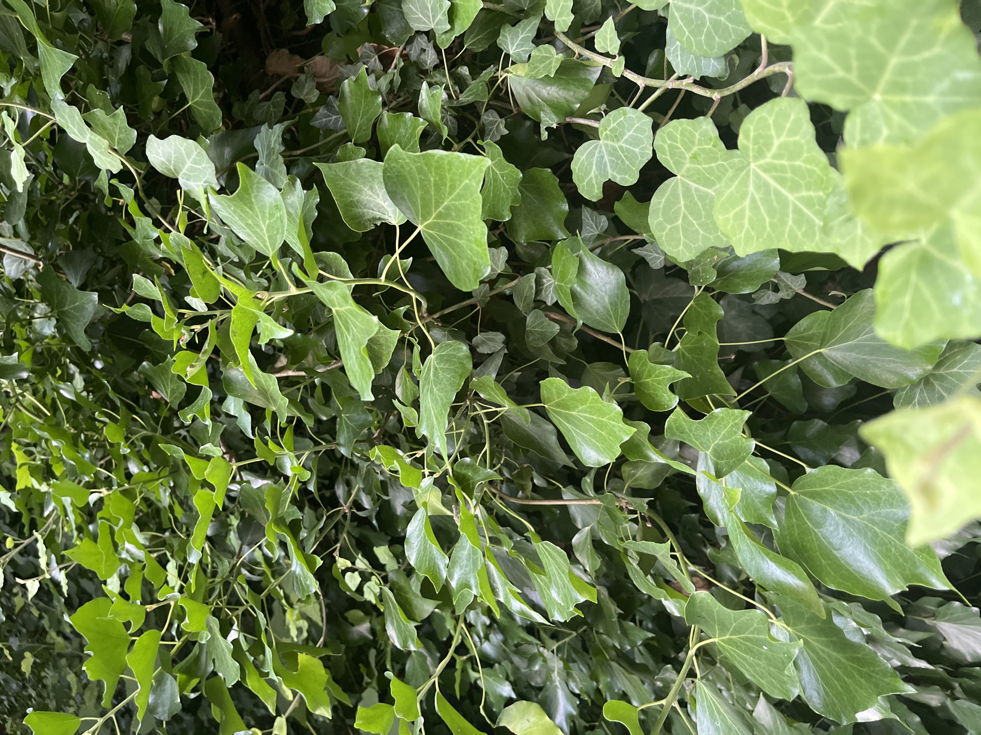 This is a close-up, top-down shot of dense, green ivy leaves. The leaves are a vibrant green, with some appearing lighter and more glossy, suggesting they are newer growth. The veins are visible on many of the leaves, creating a textured pattern. The ivy is growing in thick clusters, with stems and branches interwoven throughout the foliage. Some areas are in sharp focus, while others are blurred, creating a sense of depth. The lighting suggests it might be daytime, with natural light filtering through the leaves, creating subtle shadows and highlights. There are no people or discernible objects other than the plants themselves. The overall impression is of lush, natural growth. The context provided indicates this is in Sochi, Russia, a region known for its subtropical climate that supports dense vegetation.