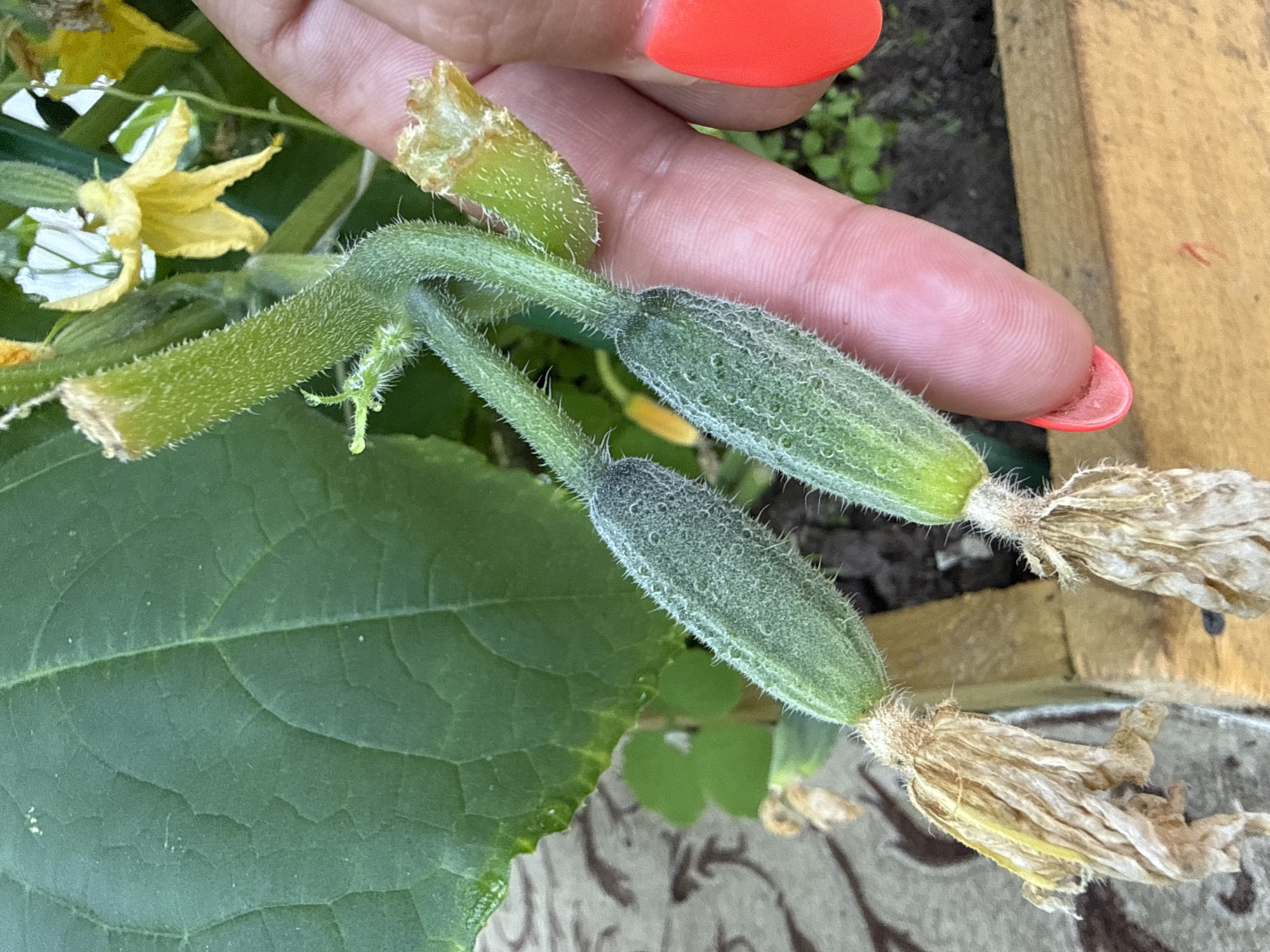 A close-up shot captures two small, fuzzy green cucumbers attached to a plant stem. The cucumbers are growing from what appears to be the remnants of yellow flowers, one of which is dried and withered. A person's hand, with bright orange-red fingernails, is positioned on the right side of the frame, with a finger gently touching the stem of one of the cucumbers. In the background, a large green leaf from the same plant is visible, along with hints of yellow flowers and greenery. The cucumbers are growing in a raised garden bed, indicated by wooden planks at the bottom of the image. The scene is outdoors, suggesting a garden setting. There is no specific information in the image to determine the location within the city of Dmitrov, Russia.
