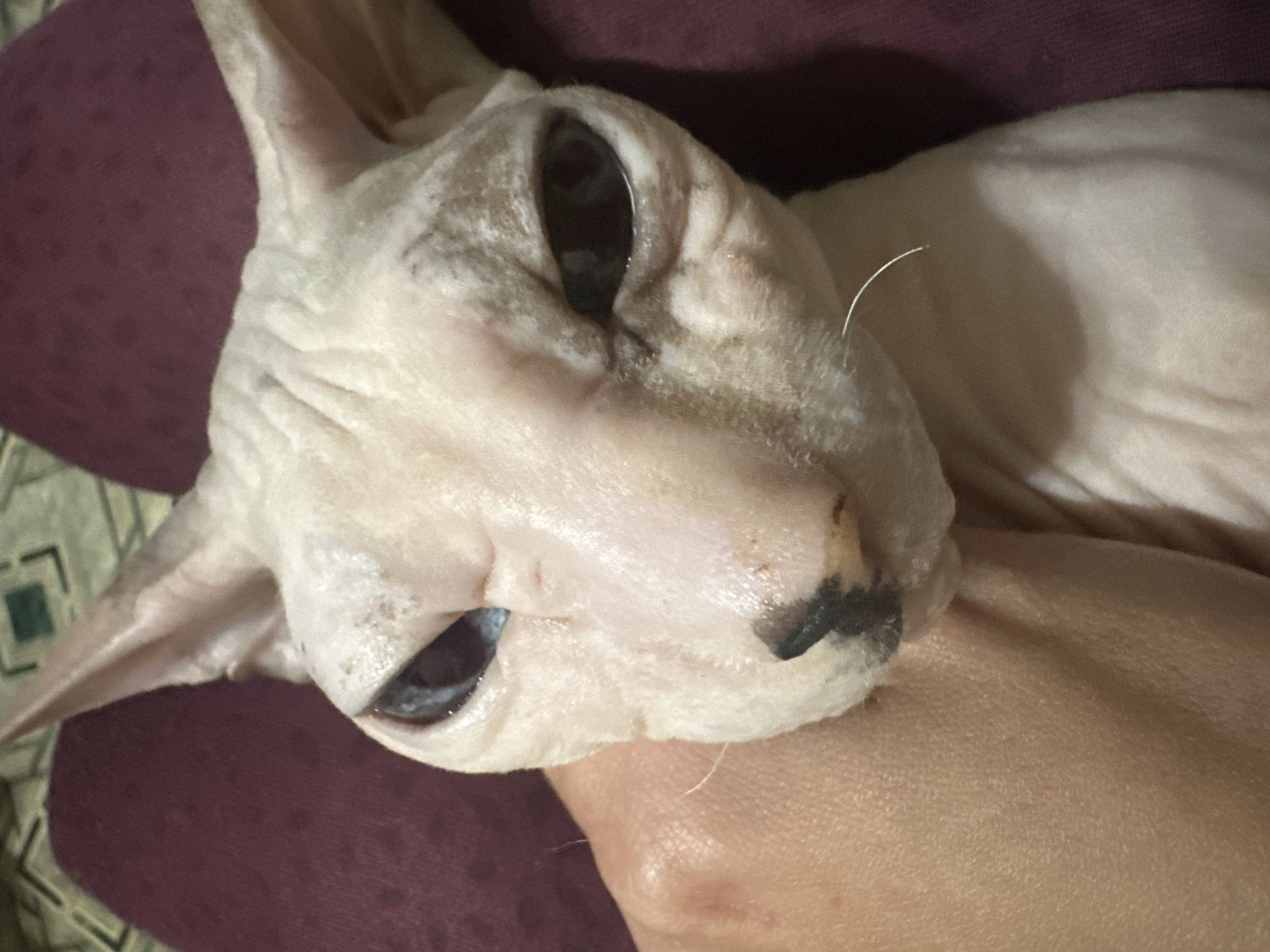 A close-up, eye-level, frontal shot shows a hairless cat with light skin and large dark eyes resting on a person's lap, which is covered by a dark purple fabric. The cat's head is tilted slightly, and its left ear is visible. A hand is gently holding the cat's chin. The cat's nose is black, with a slight greyish marking. A single white whisker arches away from the cat's snout. The background is out of focus, showing a patterned green and black surface. This image was captured in Togliatti, Russia.