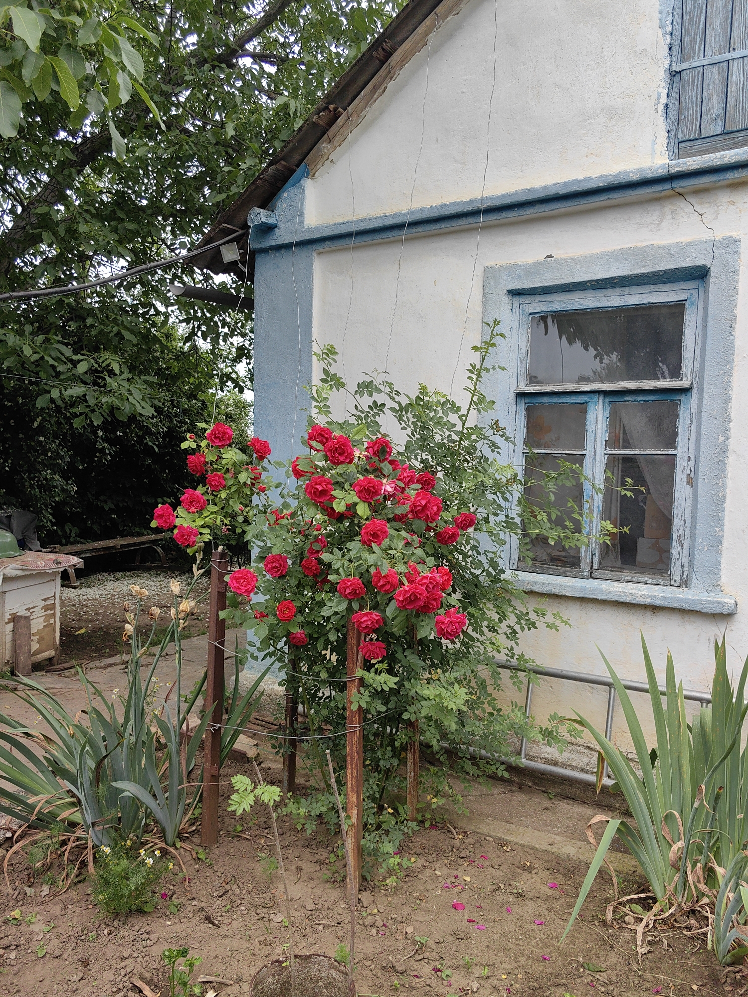 The image depicts a close-up of a blooming rose bush with vibrant red flowers situated in front of a weathered, light-colored building with blue trim around a window. The building appears to be in a rural or suburban setting, likely within the Ароматновское сельское поселение, Ukraine, given the context. The window has a blue, rustic frame and a slatted wooden shutter above it. Green foliage from surrounding trees and plants frames the scene. The ground in front of the building is covered in soil and scattered rose petals. To the left of the rose bush, there is a portion of a wooden structure, possibly a shed or an old piece of furniture, and some long, green leafy plants. The overall impression is one of a rustic, natural setting with a touch of aged charm.