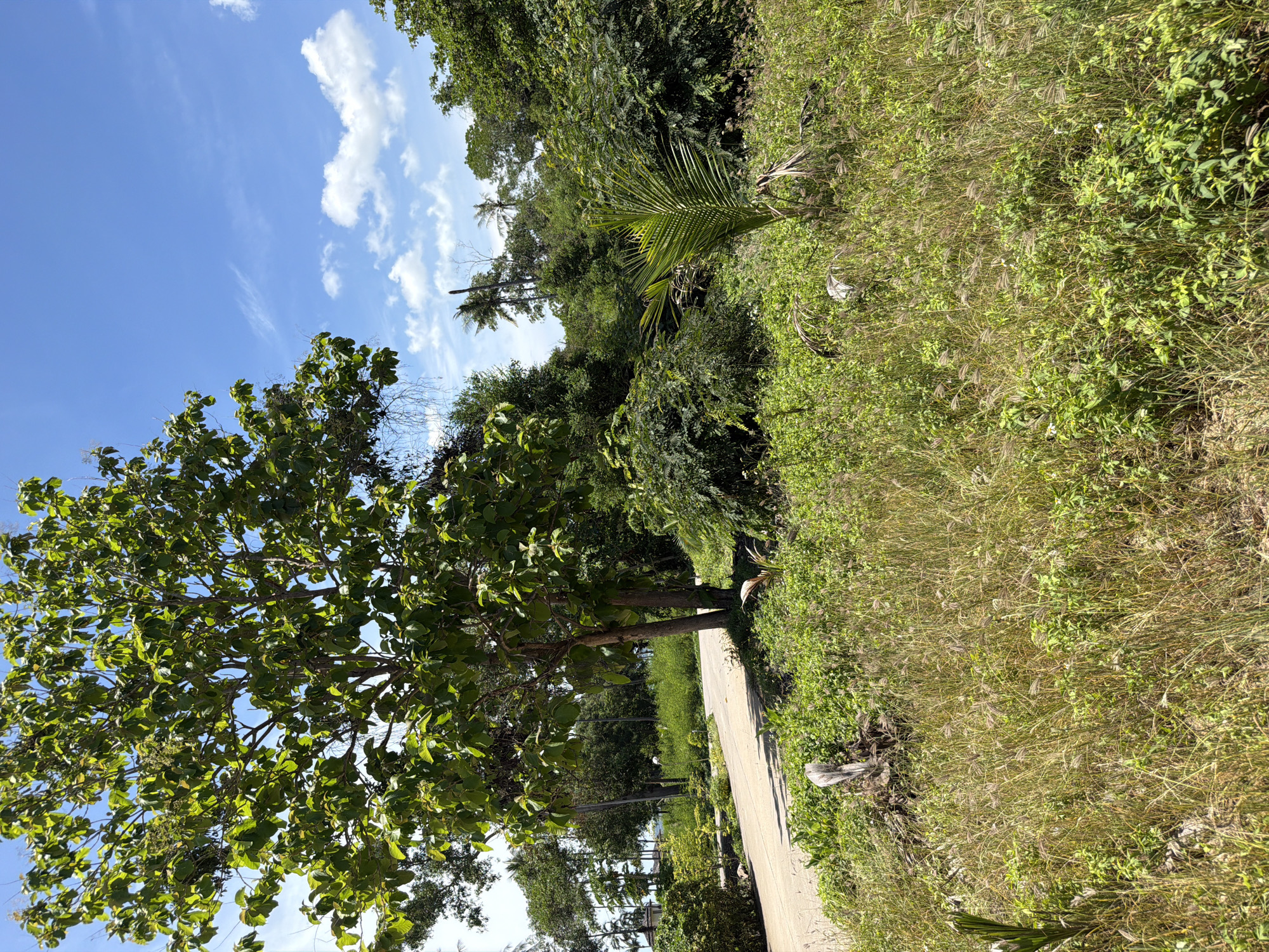 A tropical scene unfolds under a bright blue sky dotted with white, wispy clouds. A paved road curves through lush greenery, with tall trees and dense vegetation lining its edges. In the foreground, tall grasses and low-lying plants create a wild, untamed ground cover. A large tree with broad green leaves dominates the left side of the frame, its branches reaching upwards. A small palm sapling stands in the middle ground, its fronds fanning out. The scene is set in Baan Bo Phut, Thailand, evoking a sense of tropical tranquility.