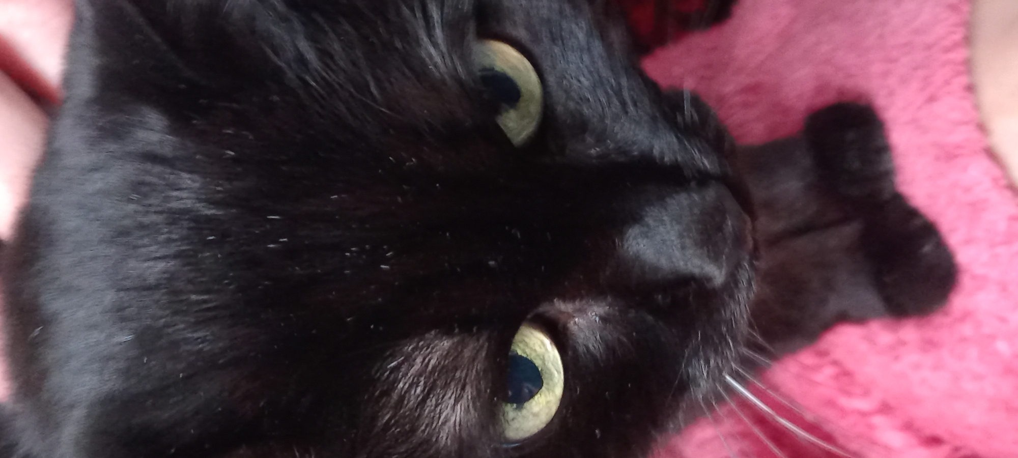 A close-up, Dutch-tilted image captures the head of a black cat in an indoor setting in Kryvyi Rih, Ukraine. The cat, positioned on a bright pink, fluffy textured surface, looks directly towards the viewer with an attentive expression. Its large, round eyes are a striking light green or yellowish hue with dark, dilated pupils that reflect light.
The cat's fur is predominantly jet black, appearing dense and soft. Numerous small, white specks are visible across its dark coat, which may be dander, dust, or lighter individual hairs. A cluster of long, white whiskers extends from the right side of the cat's snout. The soft pink background, likely a blanket or rug, provides a vibrant contrast to the cat's dark fur. The lighting is even and soft, suggesting an interior environment. No text is visible in the image.
