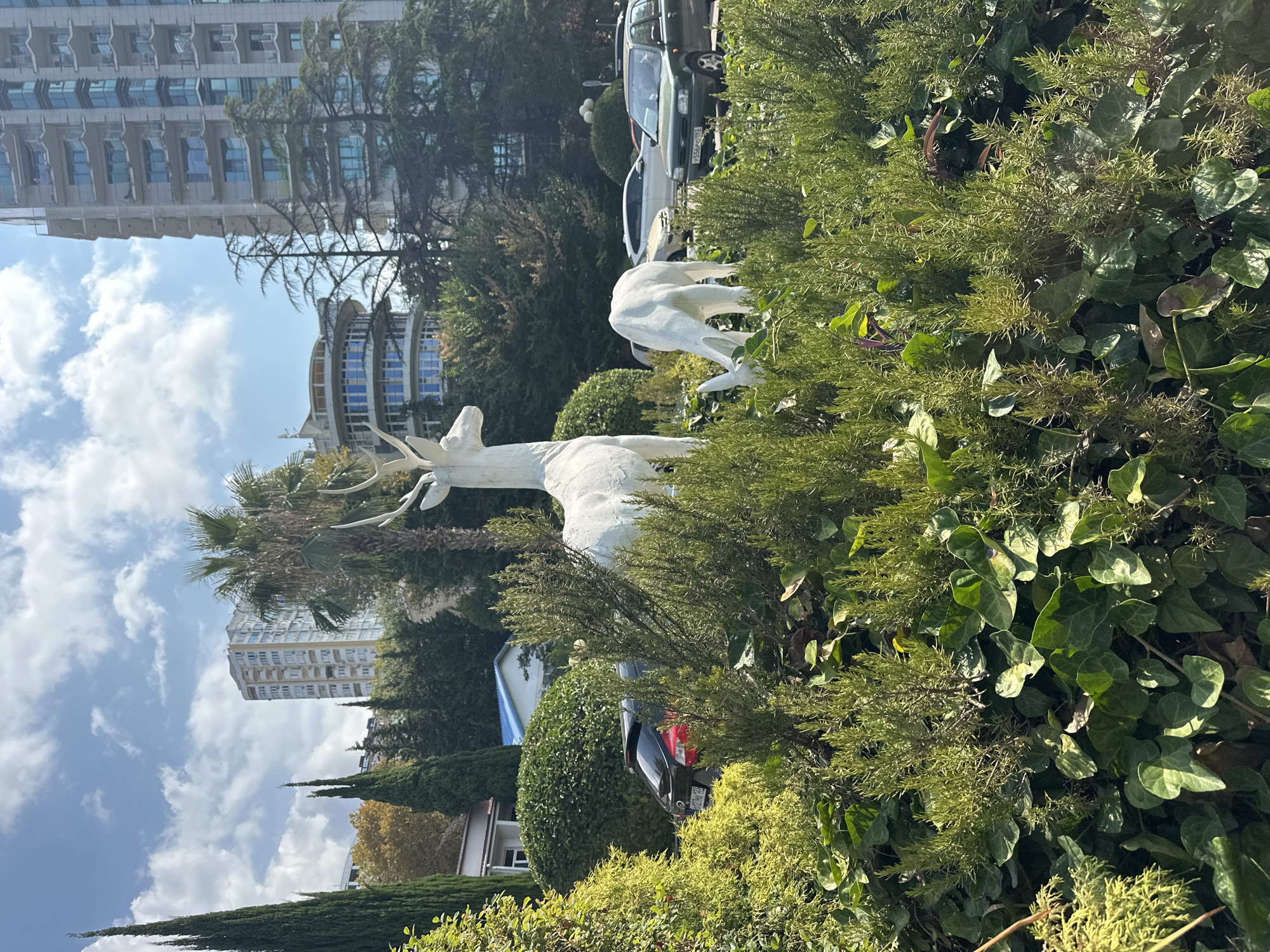 The image depicts a sun-drenched scene in Sochi, Russia, likely in a landscaped area adjacent to an urban setting. In the foreground, a dense arrangement of greenery, including ivy and rosemary bushes, dominates the frame. Two white sculptures of deer are prominently placed within this foliage. One deer, larger and standing, faces left, while a smaller deer grazes to its right.
Behind the sculptures, the urban environment of Sochi becomes apparent. A modern, multi-story building with numerous balconies and windows rises in the background, characteristic of the city's architecture. Several trees, including tall cypress-like evergreens and a palm tree, punctuate the landscape, indicating a warm climate. Other buildings, including a rounded structure with blue-tinted windows and a smaller house with a blue roof, are visible further back. Several cars are parked or driving on a road behind the greenery, including a black hatchback, a white sedan, and a green compact car. The sky is blue with scattered white clouds, suggesting a clear day. The overall impression is one of a decorative garden or park area within a lively city, possibly a resort town.