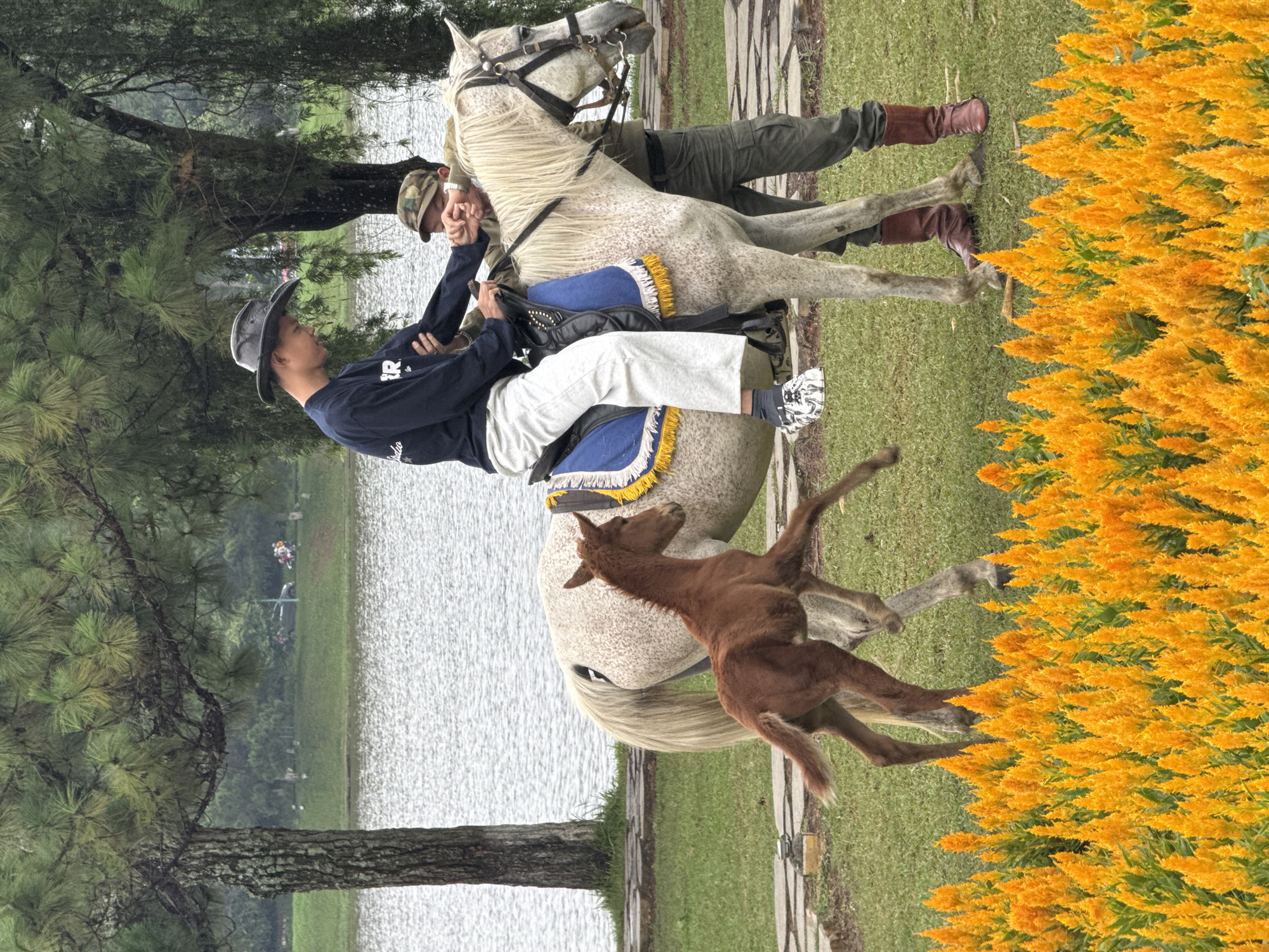 This image depicts an outdoor scene by a tranquil lake in Da Lat, Vietnam, centered around a horseback riding activity. Two men are interacting with a dapple grey horse and its young brown foal.
An older man, dressed in a camouflage cap, olive green trousers, and brown riding boots, stands beside a large dapple grey horse. He is assisting a younger man, who is in the process of mounting or has just mounted the horse. The younger man wears a dark blue long-sleeved shirt with partially visible white text ("BR" and "do"), light grey trousers, and a dark cowboy hat. His left hand is extended towards the older man, indicating instruction or assistance. The dapple grey horse is saddled with a distinctive blue and yellow fringed pad, and it appears calm and patient. Standing near the hindquarters of the dapple grey horse is a small, energetic brown foal, looking up.
The setting is a verdant landscape with lush green grass and several tall pine trees, particularly prominent on the left. A paved path runs along the right side of the grassy area, leading to a vibrant bed of bright yellow-orange flowers, possibly Celosia plumosa, which adds a striking splash of color to the scene. The calm body of water, likely a lake, stretches across the background, reflecting the soft, overcast light of the day. Distant figures or objects can be faintly discerned on the far shore of the lake. The overall atmosphere is serene and suggestive of a peaceful outdoor activity or a riding lesson.