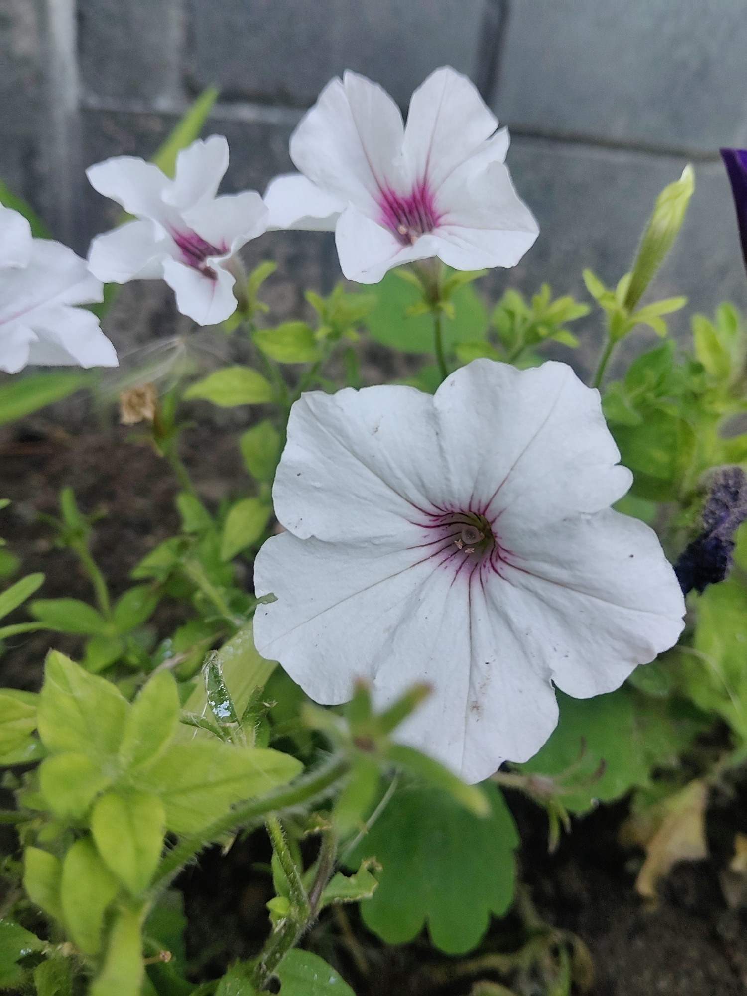 A close-up, vertical, outdoor shot features several white petunia flowers with deep pink veins radiating from their centers. The foreground is dominated by a large, fully bloomed white petunia, its ruffled petals slightly curled inward. Behind it, to the left, are two more white petunias, one in focus and one slightly blurred, both displaying similar pink veining. Lush green foliage surrounds the flowers, with some leaves appearing slightly wet. In the background, a grey brick wall is visible, and to the far right, a bud of a green flower is present, next to a dark, possibly wilted flower. The ground beneath is a mixture of dark soil and some organic debris. The lighting suggests it is daytime, possibly overcast. The scene is a close-up of petunia flowers in a garden setting.