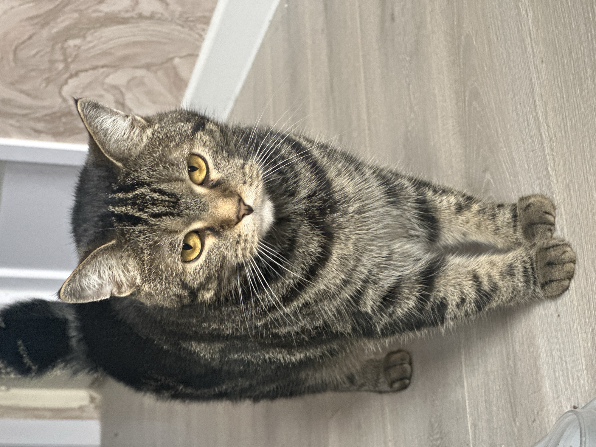 A brown and black tabby cat lies on a light-colored wooden floor. The cat is positioned with its head tilted upwards, looking toward the camera. The cat's tail is partially visible in the lower left corner. The location is Stavropol, Russia.