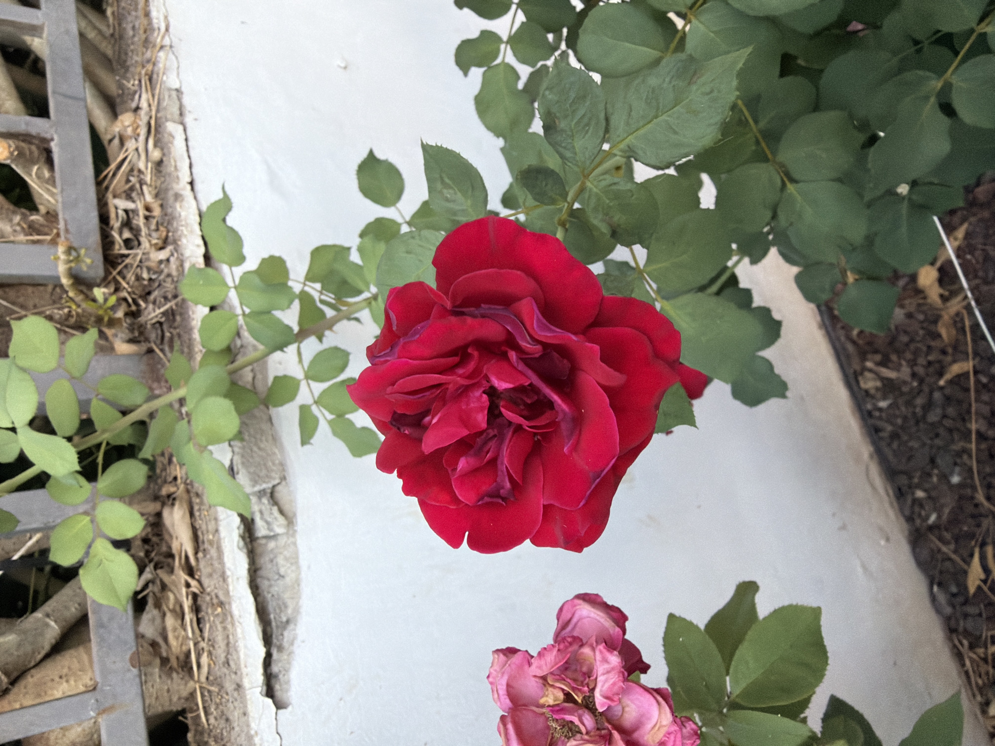 This image captures a close-up view of a red rose in full bloom, situated in front of a white wall, likely in Gedera, Israel. To the left of the vibrant red rose, a faded pink rose shows signs of wilting. Green rose leaves and stems are visible, climbing upwards and extending towards a grey metal fence in the background. The wall beneath the fence appears weathered and cracked, with dry leaves and dirt gathered at its base. The ground below is covered in dark soil and a few stray twigs. The overall scene suggests an outdoor setting, possibly a garden or courtyard in the city.