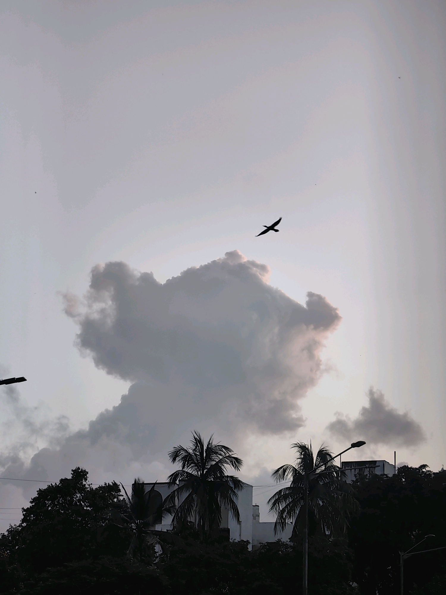 In Mumbai, India, a silhouette of a bird is captured in flight against a hazy, overcast sky. Below, a line of dark trees and the rooftops of buildings form the horizon. A prominent, dark cloud formation dominates the middle ground, with lighter, pinkish hues suggesting an approaching sunset or the last light of day. Palm trees are visible among the trees, and streetlights are present along the top edge of the frame.