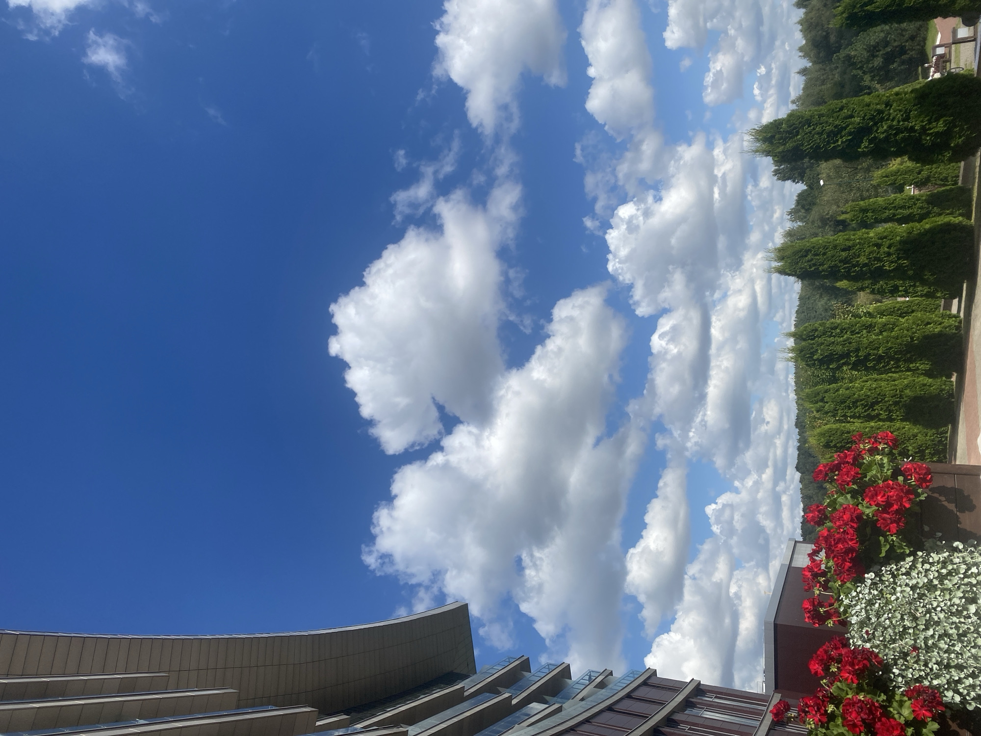 The image depicts a bright, clear day with a vibrant blue sky filled with fluffy white cumulus clouds. In the foreground, to the left, is a section of a modern building with curved balconies and a metallic, layered overhang. Below the building's overhang, there are planters overflowing with bright red geraniums and silvery-green foliage. To the right of the planters, a row of tall, conical green trees stands against a backdrop of a lush, green forest. The scene appears to be an outdoor area, possibly a terrace or garden associated with the building. The overall atmosphere is serene and pleasant, characteristic of a summer day.
