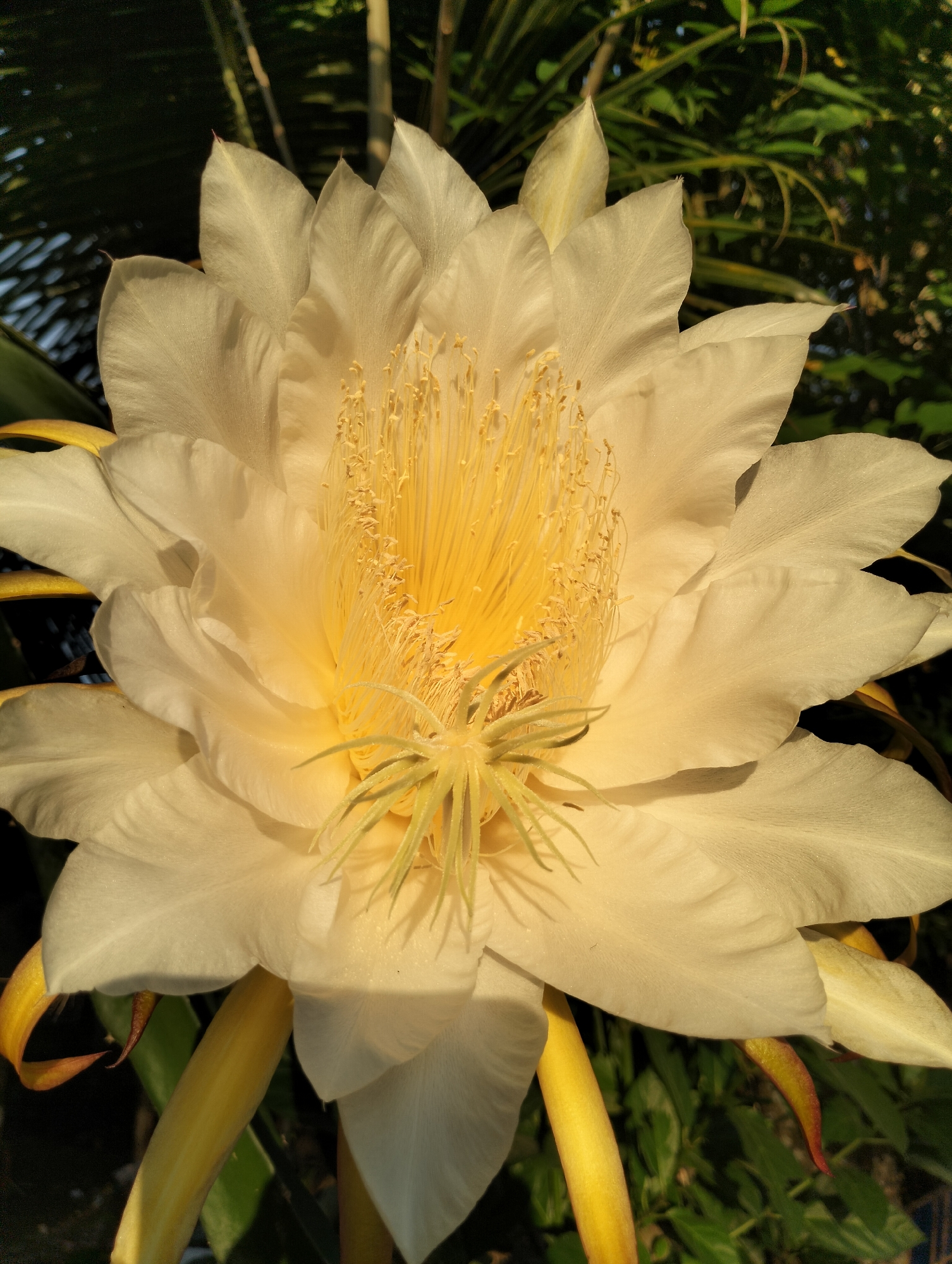 Close-up shot of a large white flower with a yellow center in Kulam, Indonesia. The flower has numerous petals and prominent stamens. Green foliage is visible in the background. The flower is brightly lit, suggesting outdoor daylight conditions.