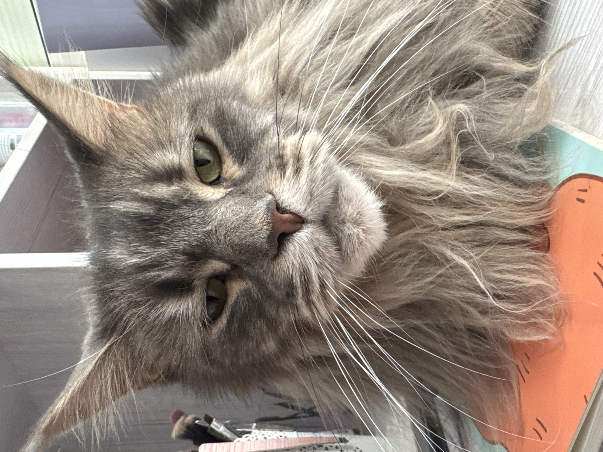 This is a close-up, head-on portrait of a Maine Coon cat. The cat has grey tabby fur with distinct dark stripes on its face and head. Its eyes are a striking green. The cat's fur is long and fluffy, particularly around its neck and face, with prominent white whiskers. The background is slightly blurred, showing hints of shelving with some objects, possibly makeup brushes, on the left. The cat is positioned in front of a surface with an orange and light blue patterned design. The lighting appears to be natural, coming from the front and slightly from the left. There is no information available to suggest this image is located in Nizhny Novgorod, Russia.