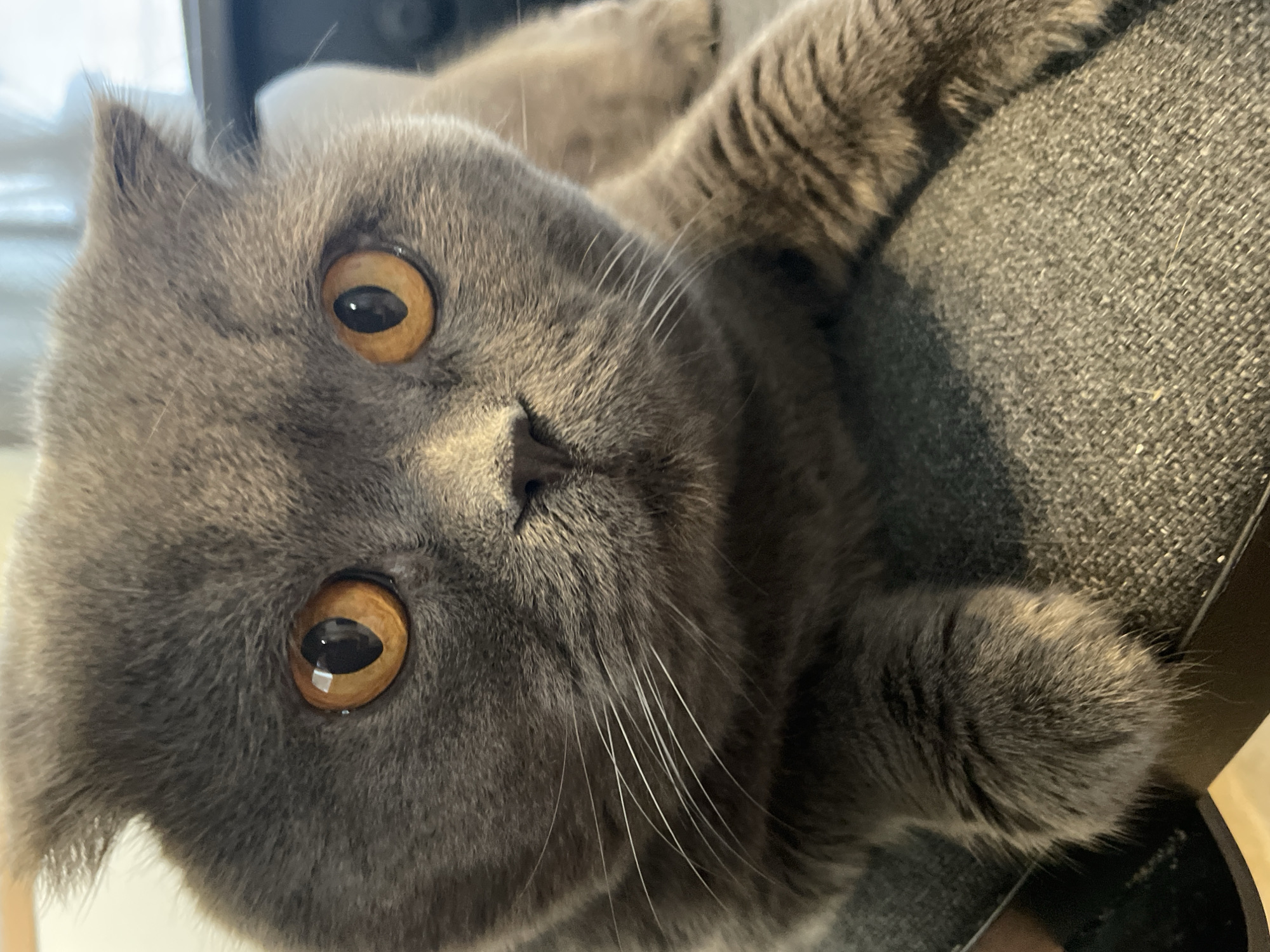 A close-up, eye-level, outdoor photograph shows a grey British Shorthair cat with large, round, orange eyes. The cat is looking directly at the camera, with its ears folded down and its mouth slightly open. The cat's whiskers are long and white, and its fur is soft and fluffy. The cat is lying on a grey textured surface, possibly a couch or a rug, with its paws visible in the foreground. The background is slightly blurred, but it appears to be an indoor setting with natural light coming from a window. The overall impression is one of curiosity and alertness.