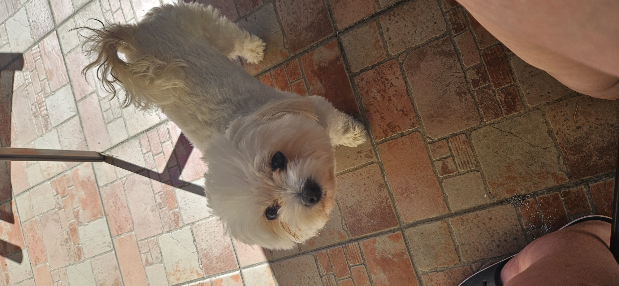 A small, light-colored dog stands on a tiled patio. The dog has a fluffy coat and dark eyes. It is looking up towards the camera. The patio tiles are a mix of terracotta and cream colors. There is a shadow cast on the patio from an unseen object, likely furniture or a structure, given the presence of a dark metal leg visible in the upper part of the image. The lower portion of the image shows parts of two human legs, one wearing a black sandal. The overall scene suggests an outdoor setting, possibly a garden or terrace, in the city of Hévíz, Hungary, a known spa town.