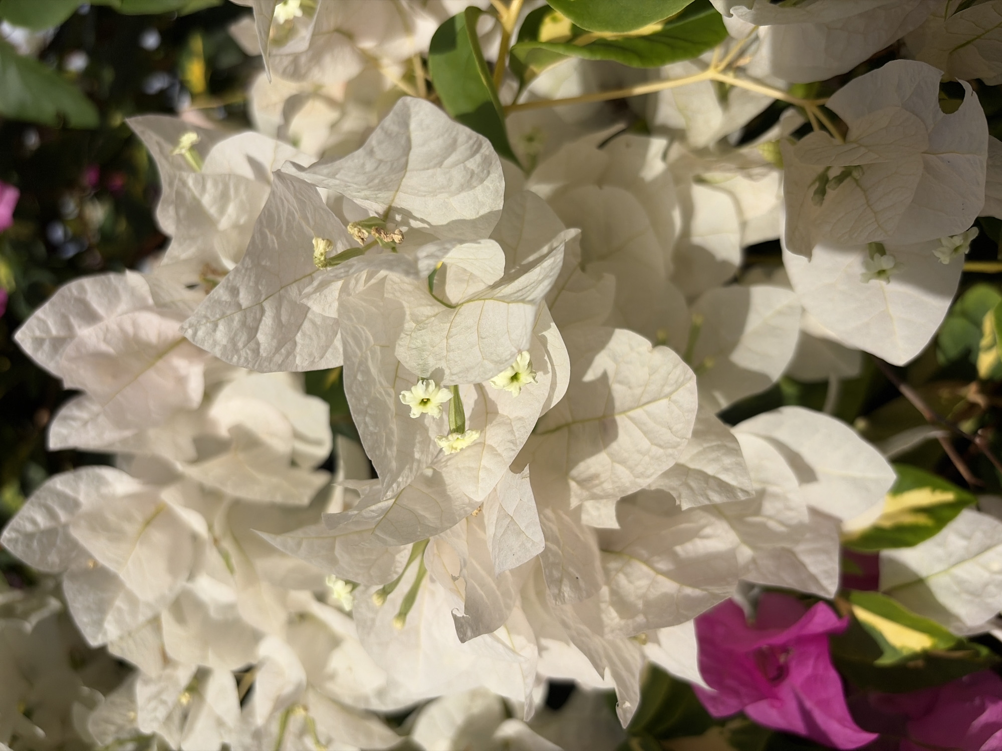 The image depicts a cluster of white bougainvillea flowers in close-up. The flowers appear papery and delicate with visible veins. Interspersed among the white bracts are a few green and yellow variegated leaves. A small portion of a magenta-colored bougainvillea flower is visible in the lower right corner. The location is Ciudad Guayana, Venezuela.