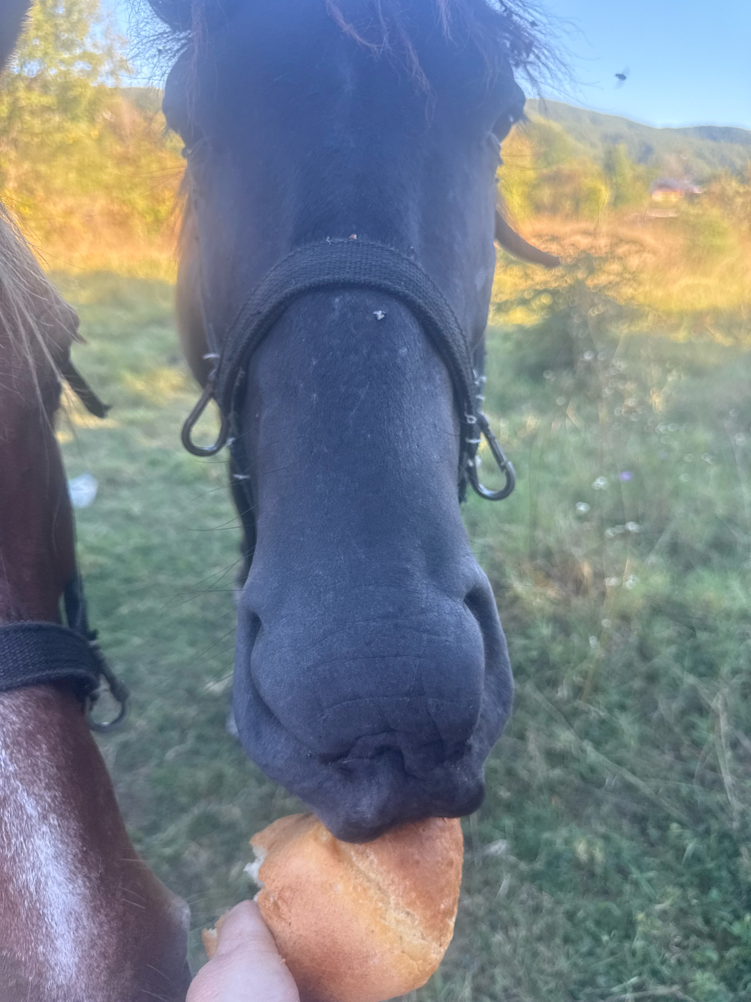 In the city of Tenginka, Russia, a close-up shot captures a dark-colored horse being fed a piece of bread by a hand. The horse's muzzle is prominently featured, with its nose close to the bread. Another horse, predominantly brown, is partially visible on the left side of the frame, also wearing a halter. The horses are in an outdoor environment with a grassy field and blurred background foliage that suggests trees and hills, illuminated by the warm glow of sunlight. The overall scene depicts a moment of interaction between humans and horses in a natural setting.