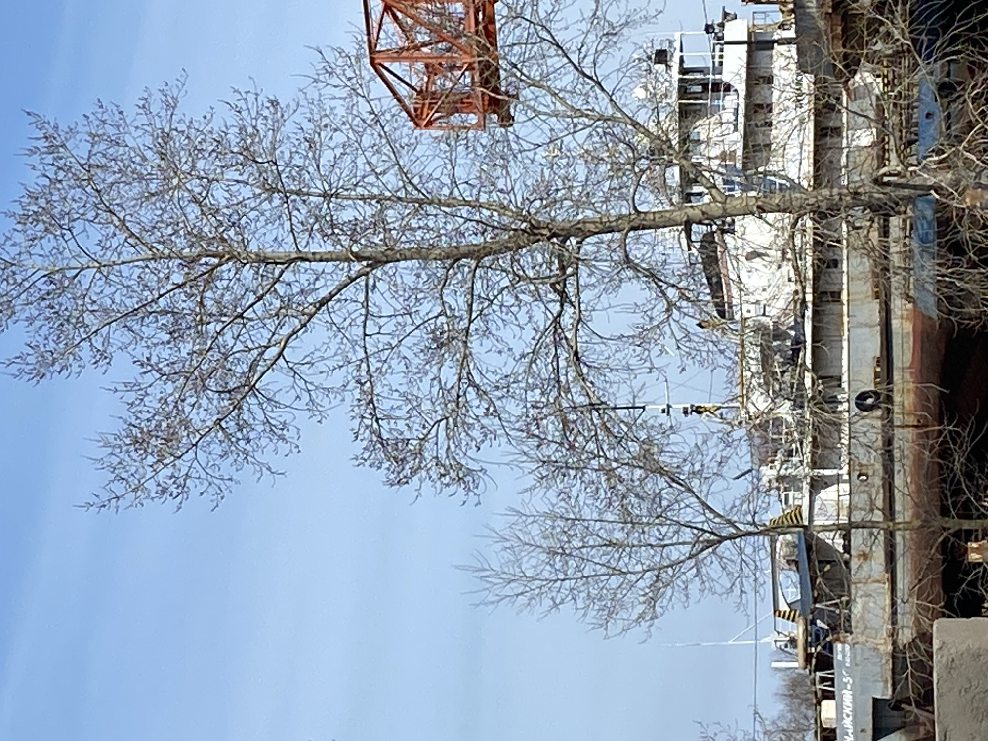 The image shows a leafless tree in front of a large river barge and a construction crane against a blue sky. The barge has multiple decks and appears to be undergoing maintenance or repair. The presence of the crane suggests ongoing construction work. The inscription on the boat indicates its location to be near Chaikovsky, Russia. The branches are bare, suggesting it is either late fall, winter, or early spring.