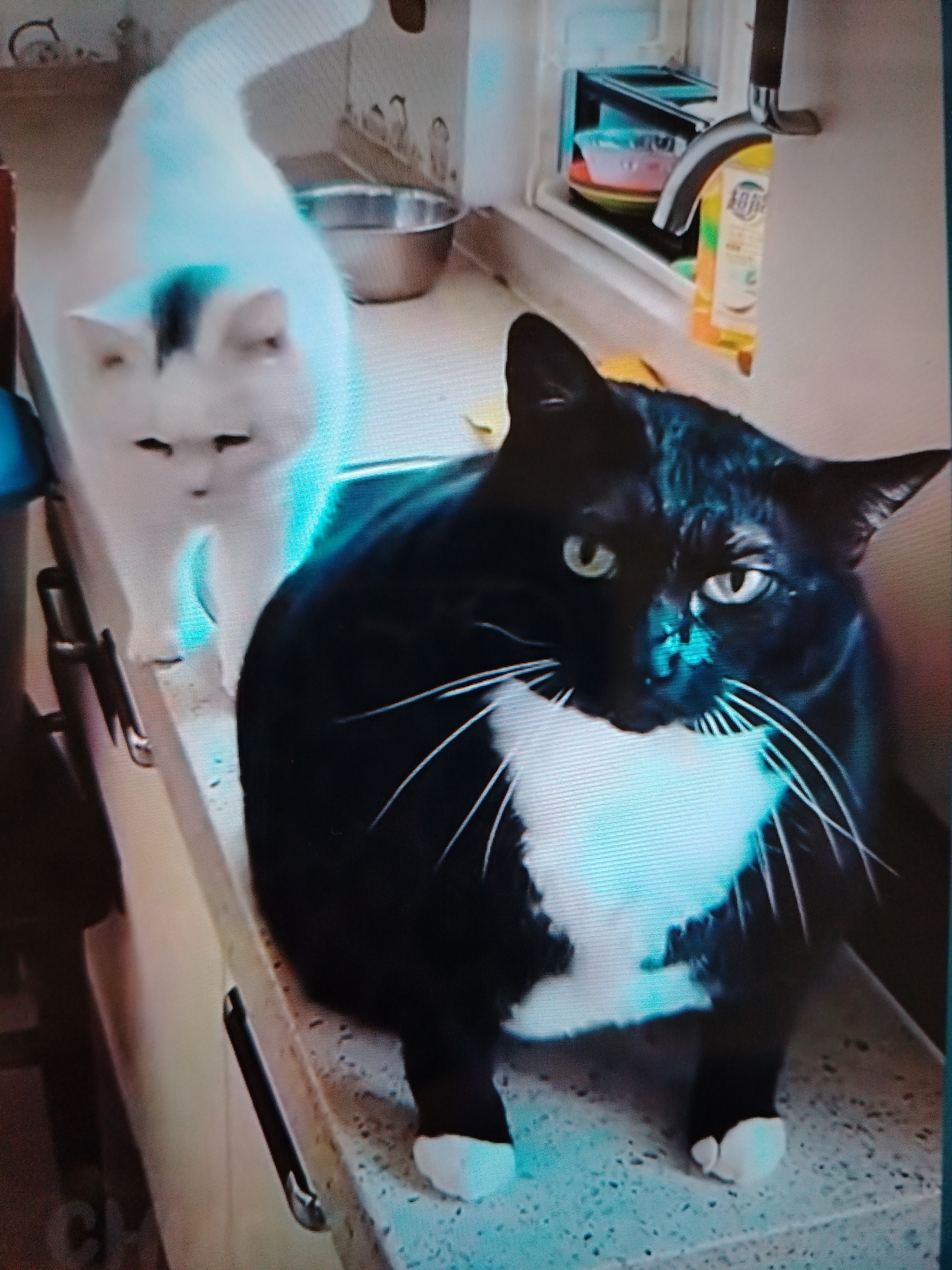 Two cats are positioned on a countertop. A black and white cat is in the foreground, facing the camera with its body turned slightly to the left. Its left ear is prominent, and its green eyes are looking forward. A dark patch is visible on its forehead, and white fur covers its chest and paws. Behind this cat, a white cat with a black marking on its head is standing. Its gaze is directed downwards and slightly to the left. A metal bowl is visible behind the white cat. The countertop is speckled and appears to be made of a composite material. In the background, a kitchen sink area is visible with a faucet and some cleaning supplies on a shelf. The lighting suggests an indoor environment, possibly a kitchen.