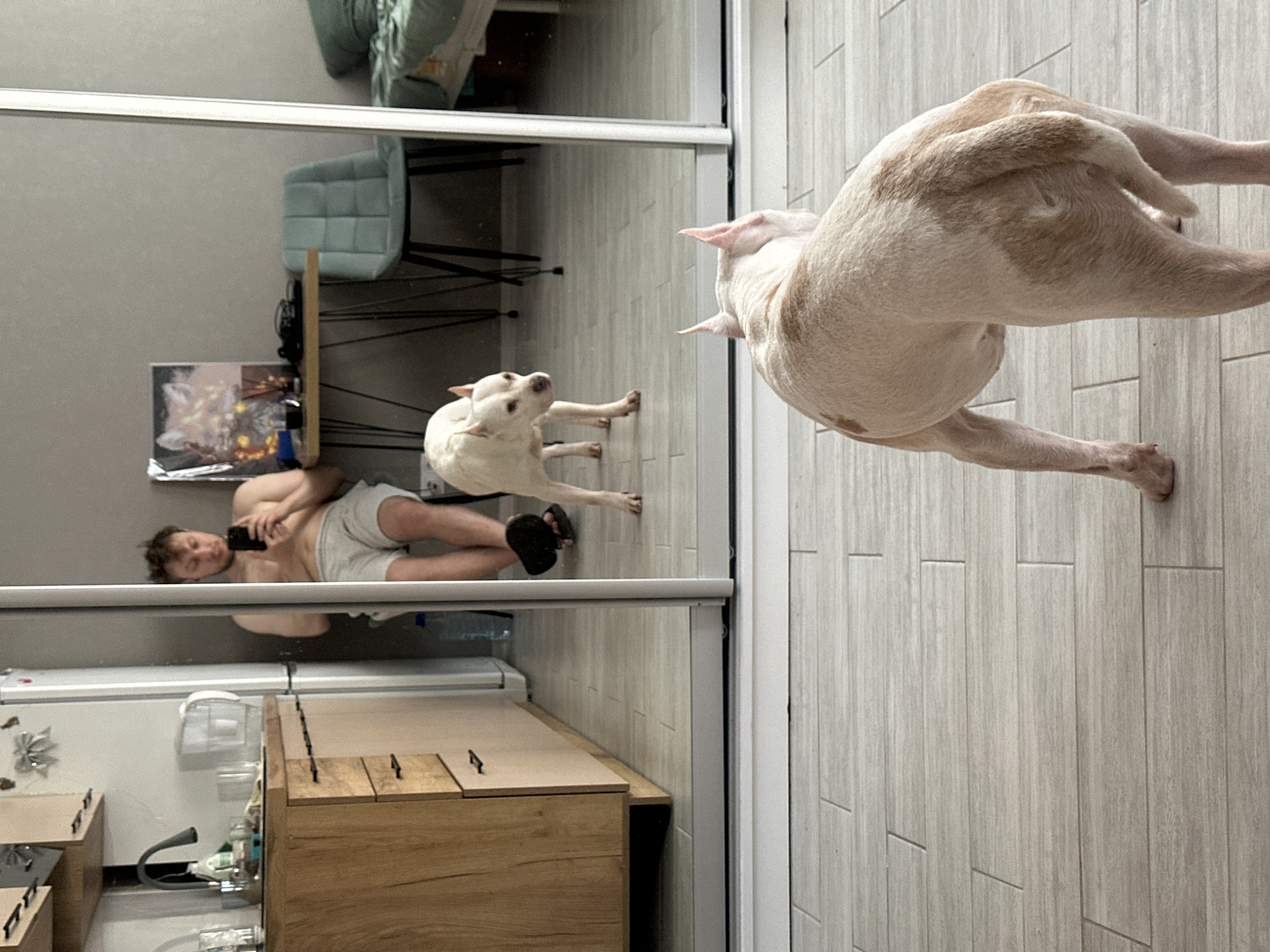 An indoor scene captured with a rotated camera shows a large mirror reflecting parts of a room and its occupants. In the foreground, a light-colored dog with tan patches stands on a tiled floor, its back to the viewer, facing a tall mirror. Its reflection, a similar dog, is visible within the mirror, standing on the reflected floor and looking towards the actual dog.
To the left of the reflected dog, also within the mirror, a person is seen lying on their side on the reflected floor, looking at a black smartphone. The person is a male, shirtless, wearing light-colored shorts and a dark flip-flop on one foot. Further into the mirror's reflection, behind the person, a light blue modern chair and a wooden table with a metal frame are visible against a neutral grey wall.
Below the mirror's frame, in the actual room, a light-colored wooden cabinet or dresser is visible. A clear water bottle and other small items are also reflected on the surface of this cabinet in the lower part of the mirror. The floor throughout the room and its reflection is covered with light grey, wood-grain-patterned rectangular tiles. The overall setting suggests a casual, domestic environment, likely a living area or bedroom in Sochi, Russia. No visible text is present.