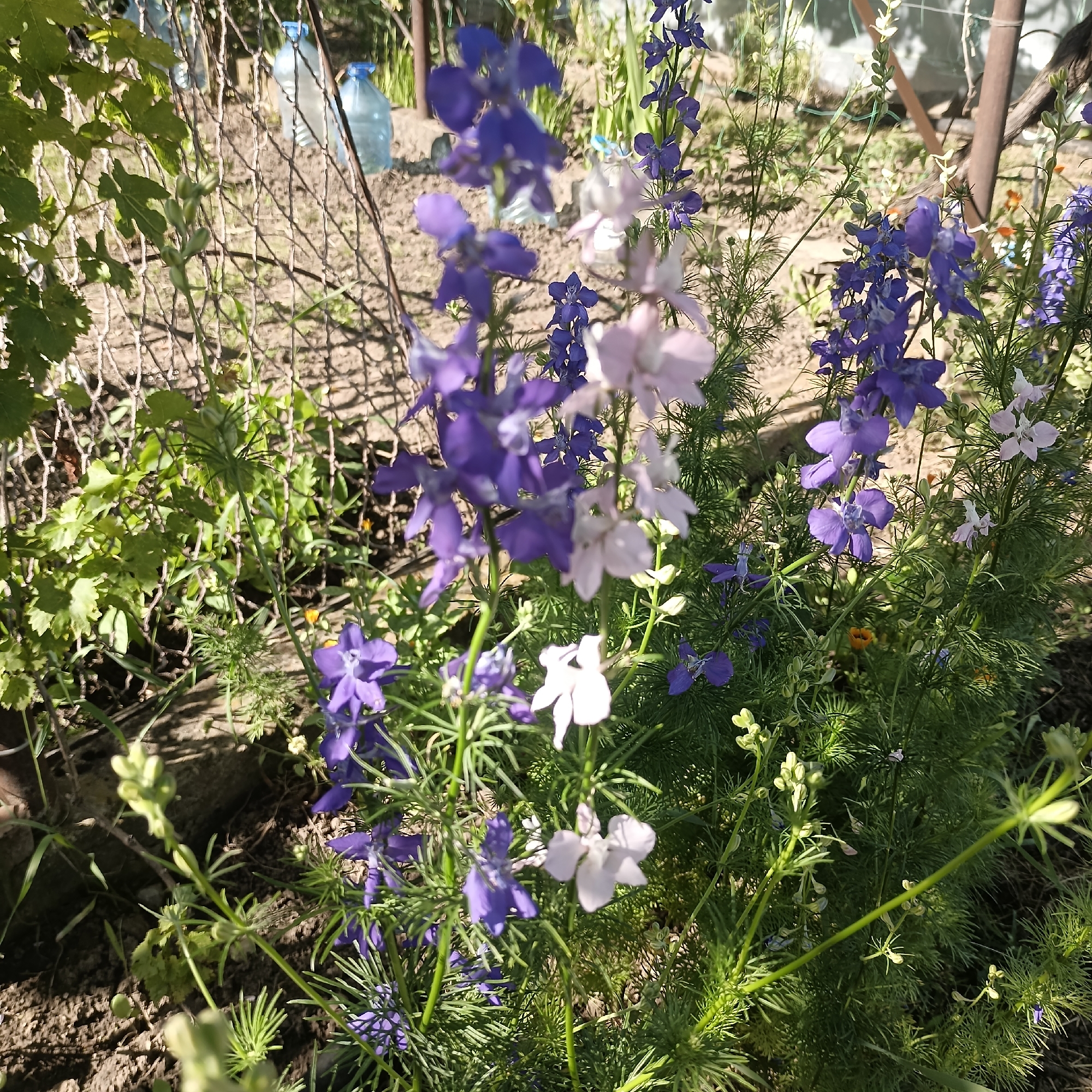 In Sennik, Bulgaria, a close-up shot captures a cluster of delphinium flowers in bloom, with some in purple and others in pale pink hues. The flowers are on slender stalks amidst feathery green foliage. In the background, a wire mesh fence is visible, with some green vines clinging to it. Behind the fence, two large clear plastic water bottles with blue caps are situated on dry, cracked earth. The scene is bathed in natural sunlight, casting dappled shadows across the ground and plants.