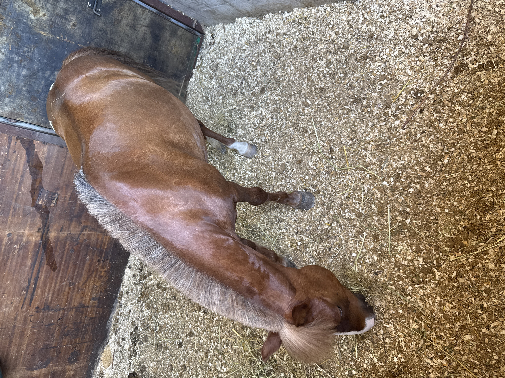 The media file depicts a brown horse lying on a bed of wood shavings and hay. The horse is lying on its side, with its legs extended. Its mane is long and flowing, and its tail is bushy. The horse appears to be calm and relaxed. The setting is a stable or barn, with wooden walls and a metal gate visible in the background. The lighting suggests it is daytime. The image is a full-body shot of the horse, with the camera positioned slightly above and to the side of the animal. There is no visible text in the image. The location context is Sochi, Russia.