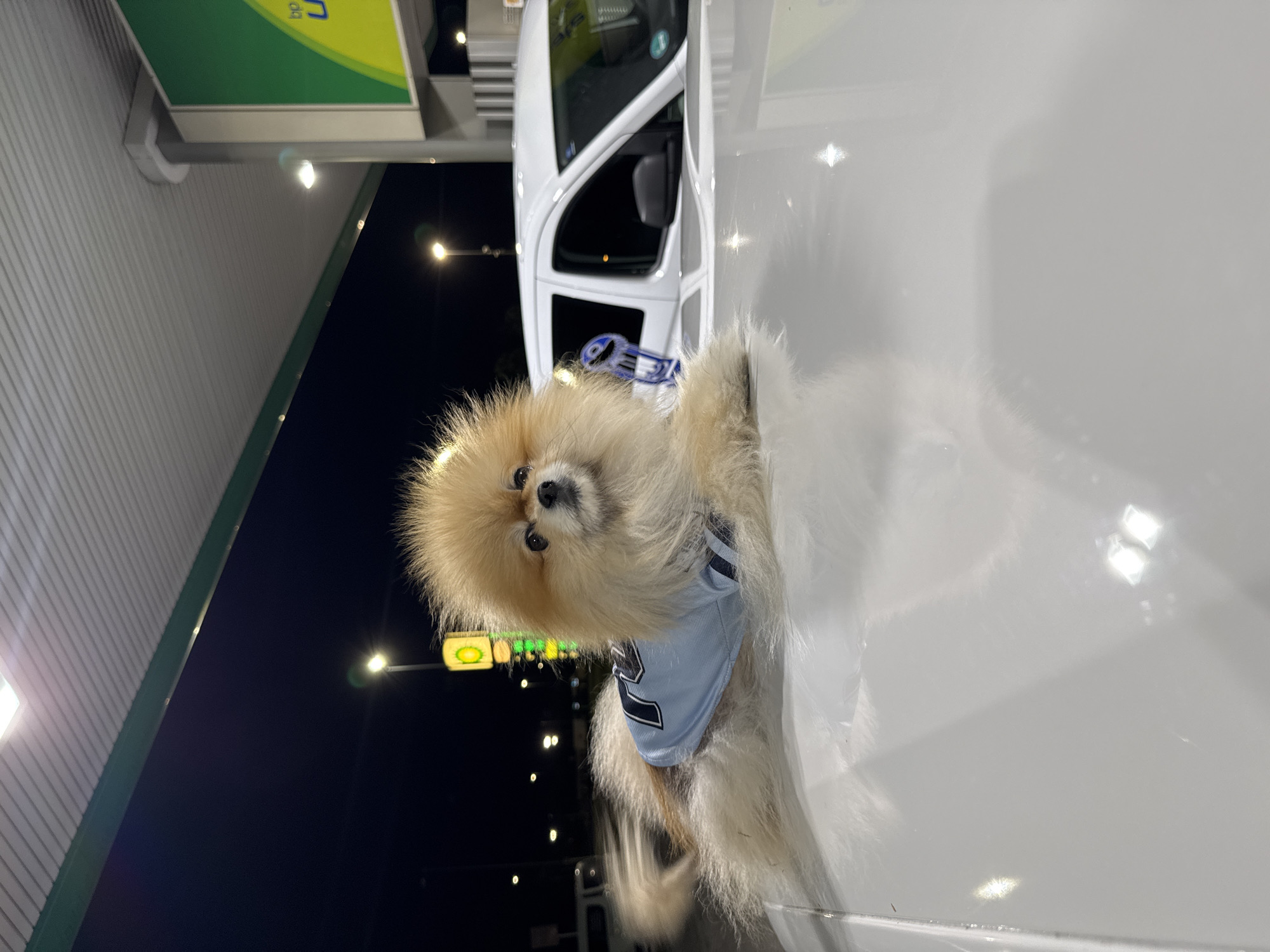 A fluffy, light brown and cream-colored dog, likely a Pomeranian, is the central subject of this image. The dog is looking directly at the viewer with an alert and curious expression. It is wearing a light blue shirt or jersey with a dark number that appears to be '2' or 'Z' on the side.
The dog is positioned on a flat, white, reflective surface, which could be part of a vehicle's body or interior, such as a dashboard or trunk lid. Behind the dog, partially visible, is a white vehicle, possibly a van or SUV.
The background indicates an outdoor setting at night, likely a gas station. Overhead, a green and yellow sign with the text "bp" is clearly visible, identifying the location as a BP gas station. The underside of a gas station canopy, featuring a light-colored, ridged structure, is also visible. Artificial lights from the gas station illuminate the scene against the dark night sky. The image is oriented sideways, with the dog and vehicle appearing to be on a vertical plane.