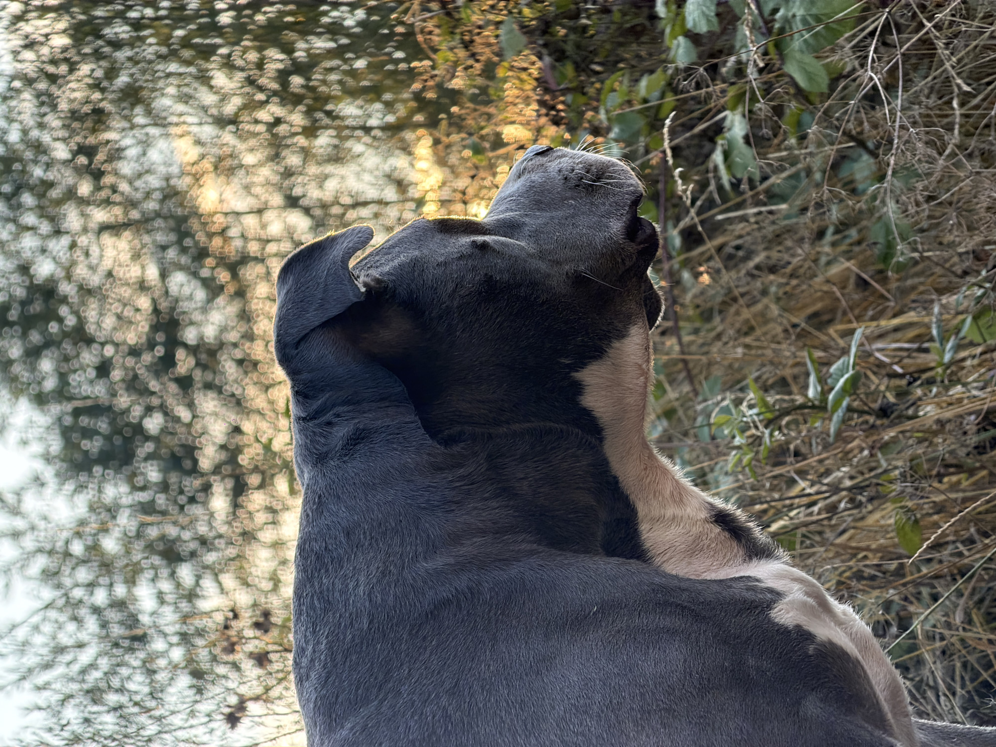 A side profile close-up of a dark-colored dog with white markings on its chest is captured outdoors. The dog is looking to the right, its head and upper body filling the left side of the frame. The background is softly blurred, showing trees and foliage illuminated by warm, golden light, suggestive of sunset or sunrise. The immediate surroundings appear to be a natural environment with dry grasses and green leaves. The image has a shallow depth of field, with the dog in sharp focus and the background rendered as bokeh. The overall impression is one of a serene, natural moment.