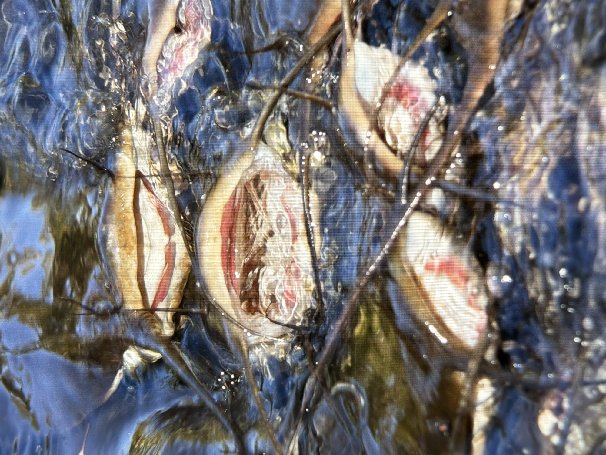 The image shows a close-up, overhead view of several dead fish submerged in shallow, dark, and somewhat murky water. The fish appear to be skinned or gutted, with their flesh exposed. Some of the fish have visible red and pink internal tissues. Several thin, dark sticks or branches are submerged in the water, entangled with the fish. The water surface is disturbed in places, with reflections of a blue sky visible in the upper portion of the image. There is no identifiable urban or geographical context in the image to suggest a location in Kyiv, Ukraine.