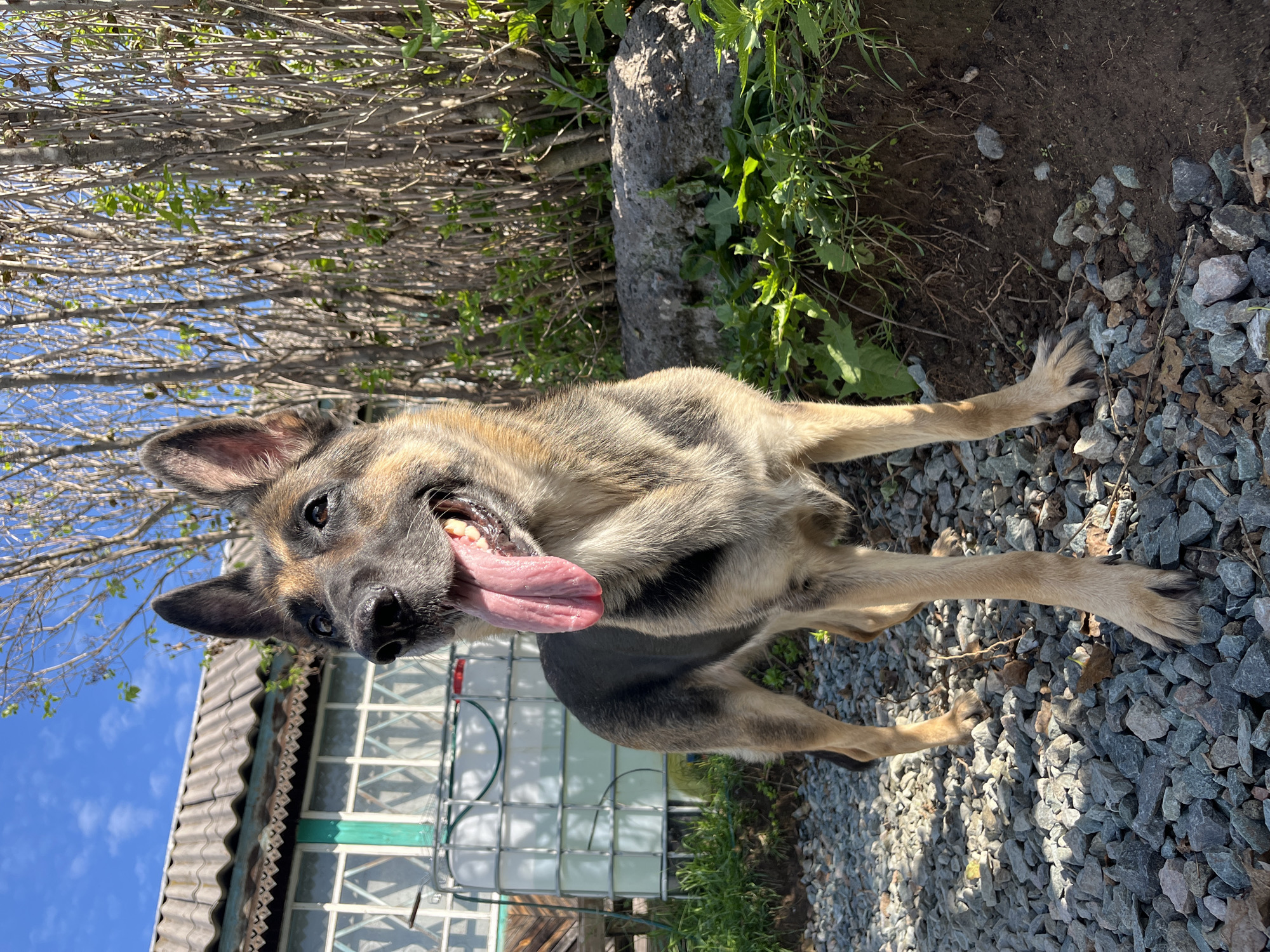 A German Shepherd dog stands on a gravel path outdoors. The dog is primarily tan and black, with its tongue hanging out. In the background, there is a building with a corrugated roof and windows. To the right of the building, there is a large white tank and some vegetation. The ground is covered with gray gravel, and there are some green plants growing in the background. The sky is blue with some clouds. The location is the city of Nizhny Tagil, Russia.