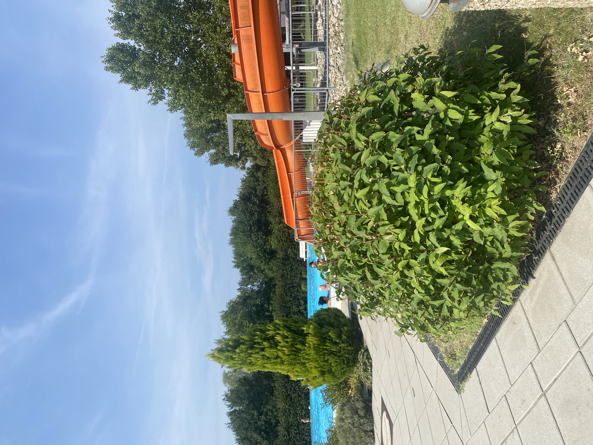 The image depicts a sunny day at a public swimming pool in Deutschkreutz, Austria. A large, bright blue swimming pool occupies the left side of the frame, with several people visible enjoying the water. To the right of the pool, a vibrant orange water slide snakes its way down, with a metal railing surrounding its base. In the foreground, a lush green bush is in full bloom, its leaves catching the sunlight. The ground surrounding the pool is paved with light-colored tiles, and a section of green lawn is visible. The background is filled with mature trees, creating a natural backdrop to the recreational area. The sky above is a clear blue with a few wispy clouds.