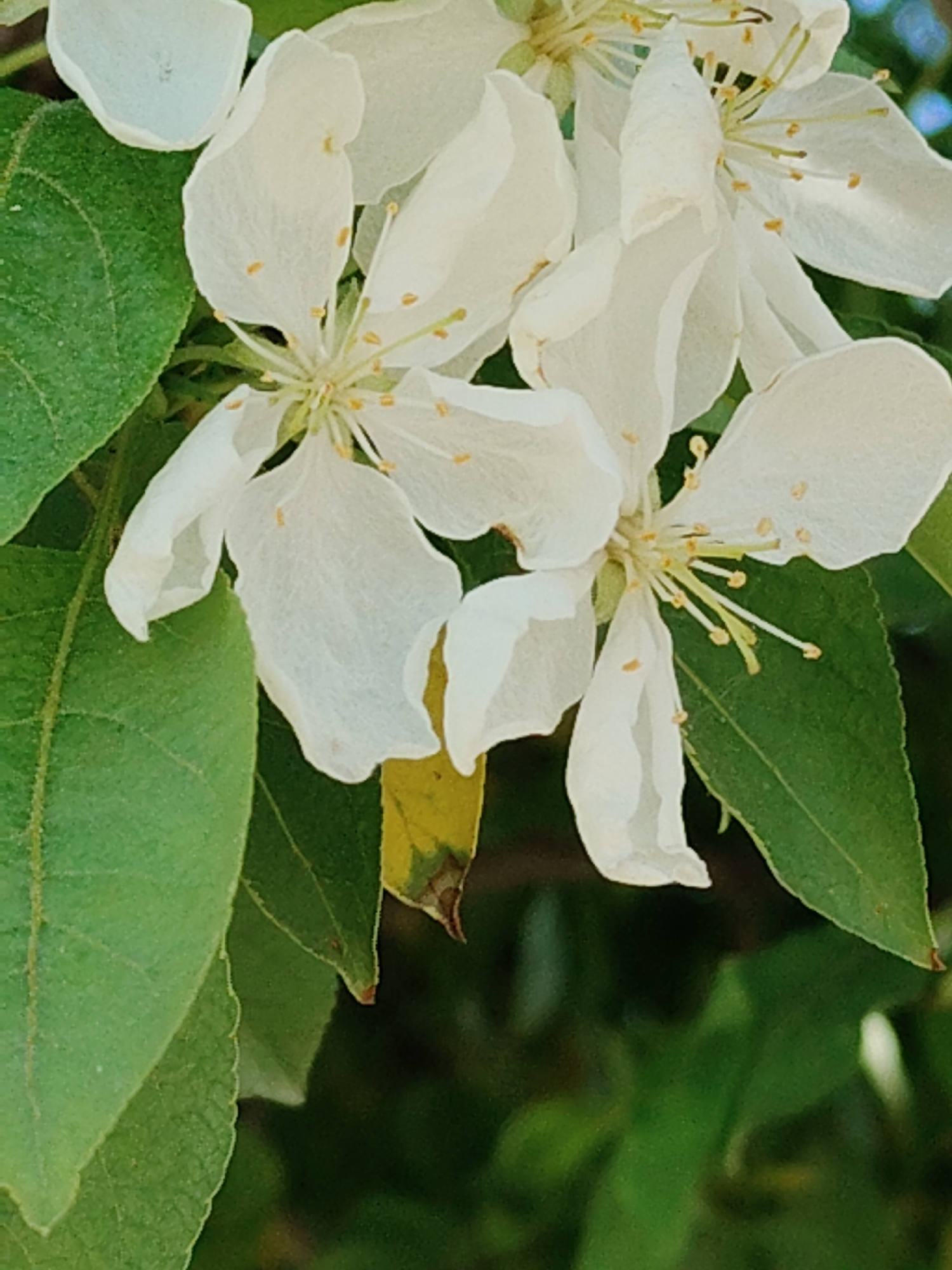 The image shows a close-up of white flowers with green leaves, possibly located in an urban garden or park setting. The flowers have delicate, translucent petals and yellow stamens. One leaf is partially yellowed, suggesting possible nutrient deficiency or senescence. The background is a blur of green foliage. The image was taken during the daytime. The specific city and location are not discernible from the image.