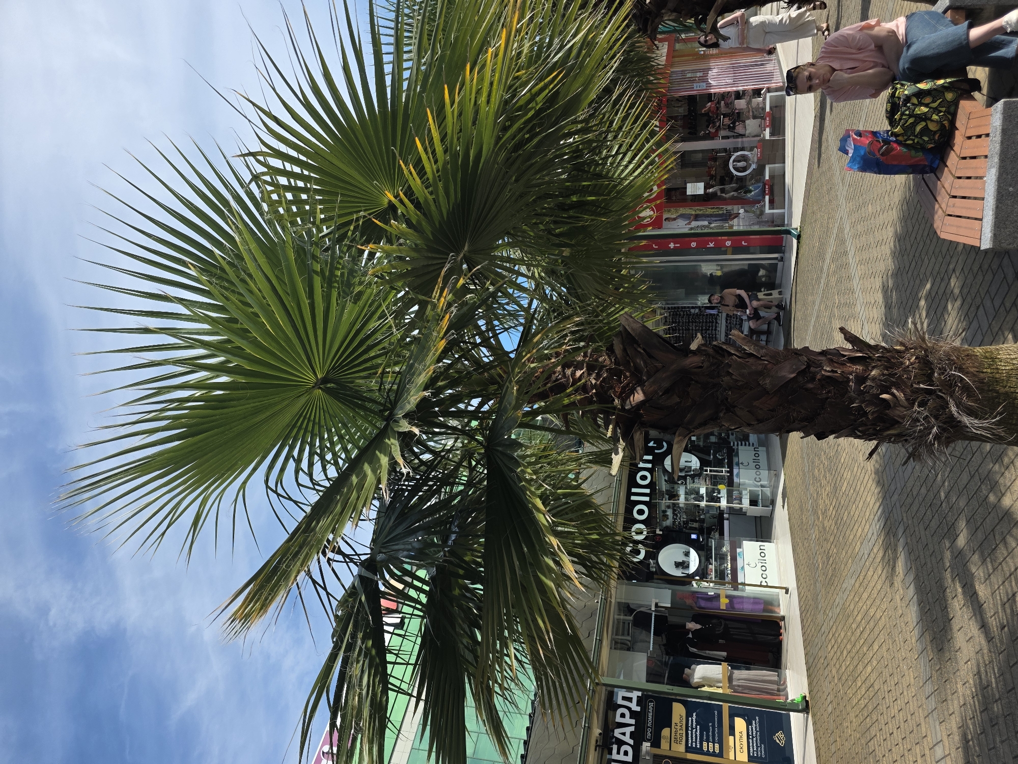 This vertically oriented daytime photograph captures a vibrant street scene in Sochi, Russia, centered around a large, leafy palm tree. The palm tree, with its prominent fan-shaped fronds, dominates the left side and center of the frame, its dark, textured trunk rooted in the foreground.
In the background, a bustling commercial street unfolds under a bright blue sky with scattered wispy clouds. Paved with light-colored bricks, the sidewalk leads past several storefronts. To the right, a person in a pink shirt and blue jeans sits on a wooden bench, their gaze directed towards the viewer, with a colorful bag next to them. Another person stands further back near the bench, and another individual is seated on a separate bench further down the street.
The storefronts feature large display windows. Visible text in Cyrillic indicates commercial businesses. One prominent sign reads "БАРД" (BARD) and details "ПРО ЛОМБАРД" (PRO LOMBARD, meaning 'about a pawnshop'), offering "ДЕНЬГИ ПОД ЗАЛОГ" (MONEY ON COLLATERAL) for "изделий и лома из золота, серебра, автомобил" (articles and scrap of gold, silver, car), and "СКУПКА" (PURCHASE/BUYOUT) for "часы, монет" (watches, coins). The word "Coollon" also appears multiple times on one of the storefronts, likely a brand or store name.
The scene conveys a bright, sunny day, with clear skies and visible shadows on the pavement, suggesting midday or early afternoon. The presence of palm trees, commercial activity, and people enjoying the outdoors is characteristic of a resort city like Sochi.