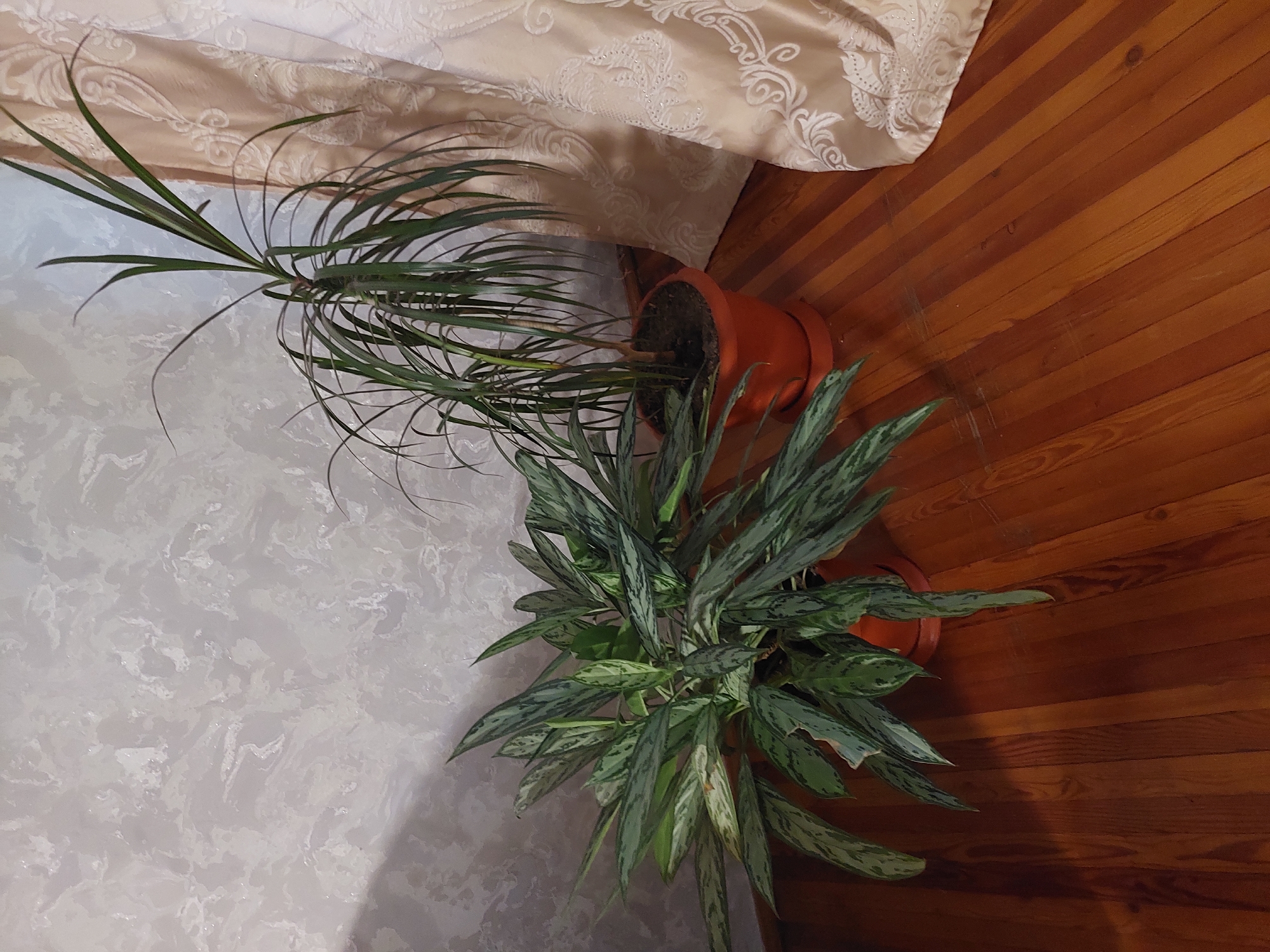 The image depicts an indoor scene with two potted plants on a wooden floor. The plant on the left is a bushy green plant with variegated leaves, and it is in an orange pot. The plant on the right is taller and has long, thin green leaves, also in an orange pot. Behind the plants, a wall with a textured, marbled pattern is visible, and to the right, a beige curtain with an ornate pattern is draped. The lighting suggests it is daytime, with shadows cast by the plants. There is no indication of the location being in Makhachkala, Russia.