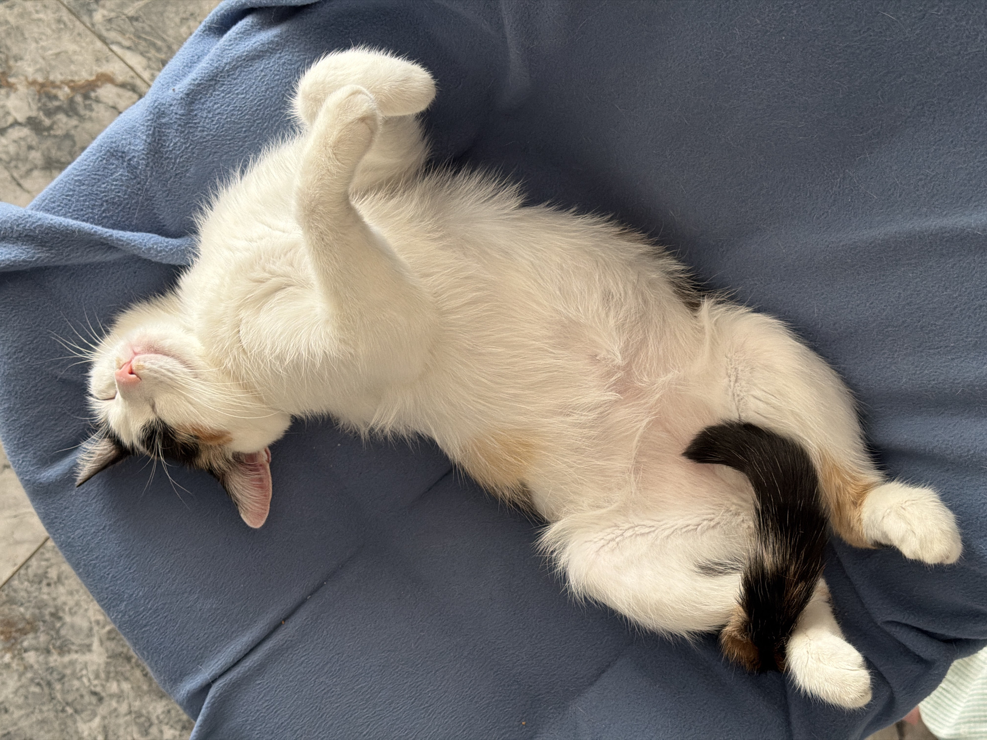 A white and calico cat is lying on its back on a blue fleece surface. The cat's head is at the bottom left corner of the image, and its black and tan tail is near the center right. Its paws are crossed over its chest. The background shows a portion of a tile floor. No evidence suggests the location is Rossiyskiy, Russia.