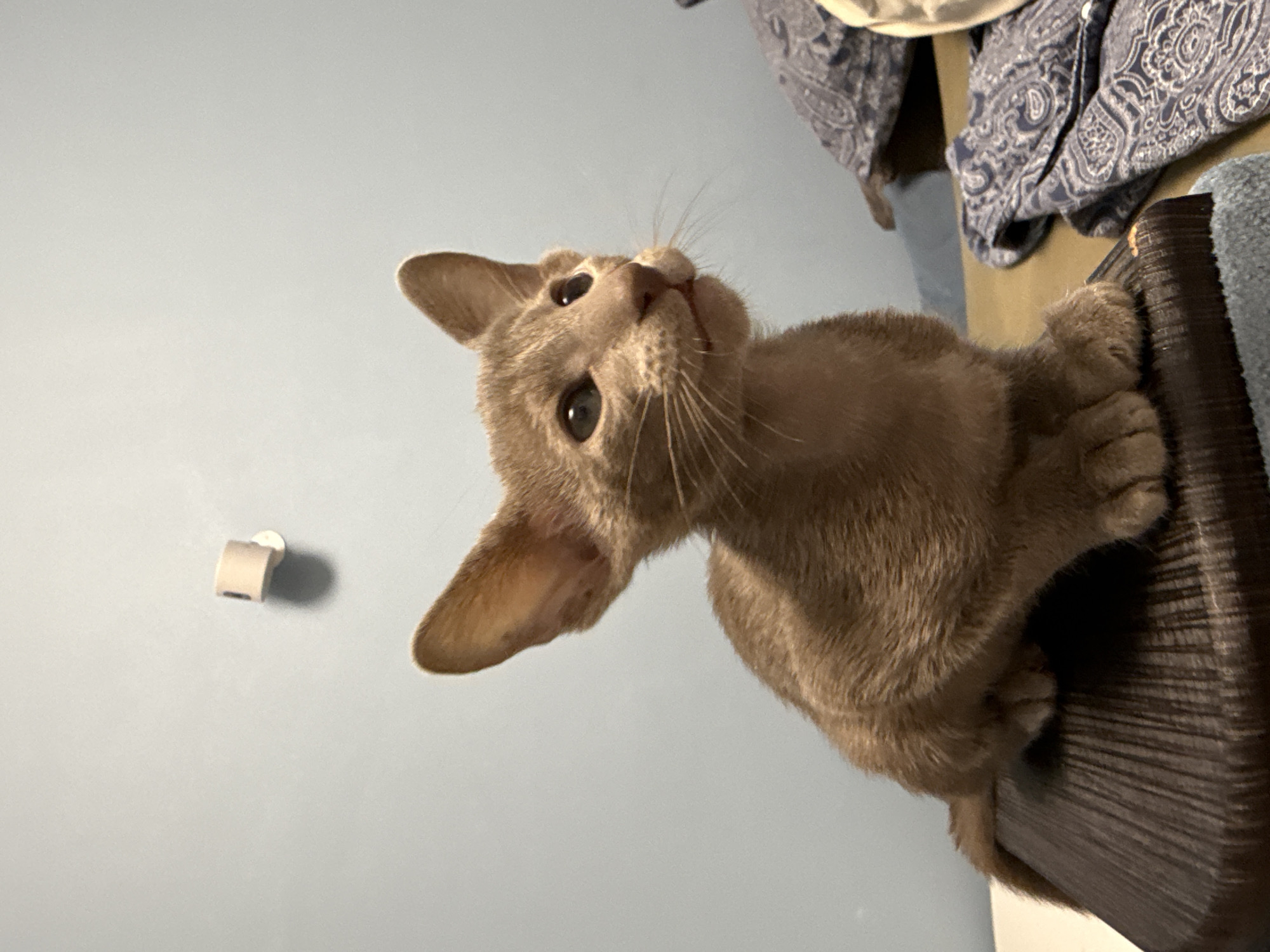 A light brown Oriental Shorthair kitten with large ears is seated on a dark brown, ridged surface. The kitten is looking upwards and to the right. The background is a plain, light blue wall with a small white cylindrical object mounted on it. To the right of the kitten are some pillows with a blue paisley pattern. The scene is indoors and appears to be a domestic setting. There are no people or vehicles visible. The image does not provide any information about the city of Moscow, Russia.