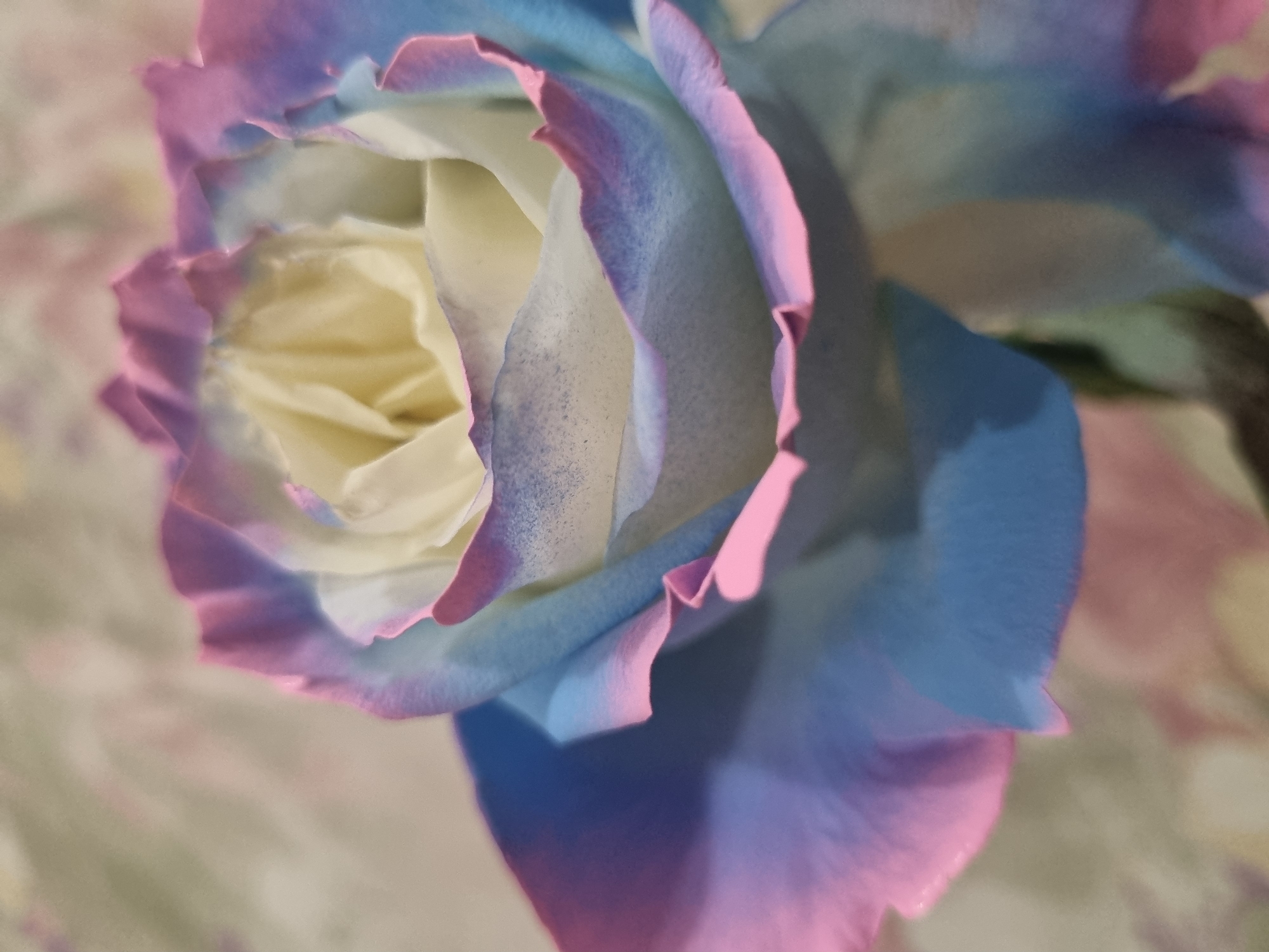 A close-up photograph displays a vibrant, multi-colored rose, reportedly taken in Chaikovsky, Russia. The rose's core features creamy yellow and white petals, which gradually transition to striking shades of blue and purple towards the outer layers. Many petals are distinctly edged with a bright, vivid pink, creating a rainbow or tie-dye effect. The intricate textures and delicate curves of the individual petals are clearly visible, some showing fine speckling on their surfaces.
The image employs a shallow depth of field, bringing the unique coloration and form of the rose into sharp focus, while the background is rendered as a soft, ethereal blur. The blurred background appears to be a light-toned surface with indistinct patterns or colors, possibly a fabric or wall. Soft, diffused lighting illuminates the rose, highlighting its varied hues and casting gentle shadows that contribute to the depth of the composition. No specific time of day or weather conditions are discernible from the controlled lighting. There are no people or visible text within the frame. The rose's extraordinary colors suggest it may be an artificially treated or dyed specimen, making it a captivating and unusual floral subject.