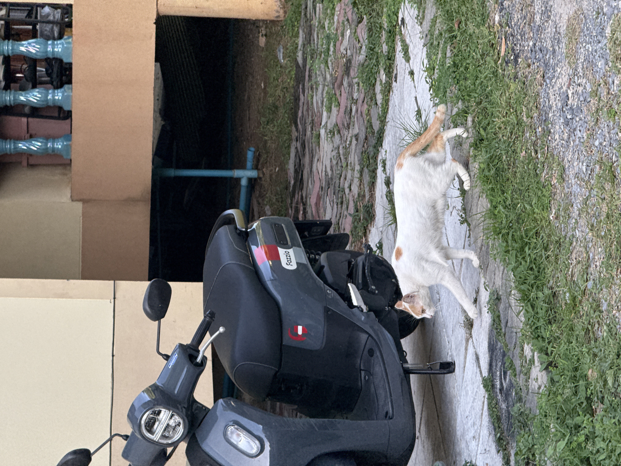 In a ground-level outdoor scene in Ban Bang Rak, Thailand, a dark gray scooter is parked on a paved surface next to a light-colored building. A white cat with orange markings is walking in front of the scooter. The ground is a mixture of paved areas and patches of green grass. In the background, a raised concrete structure with blue decorative posts is visible. The lighting suggests it is daytime.