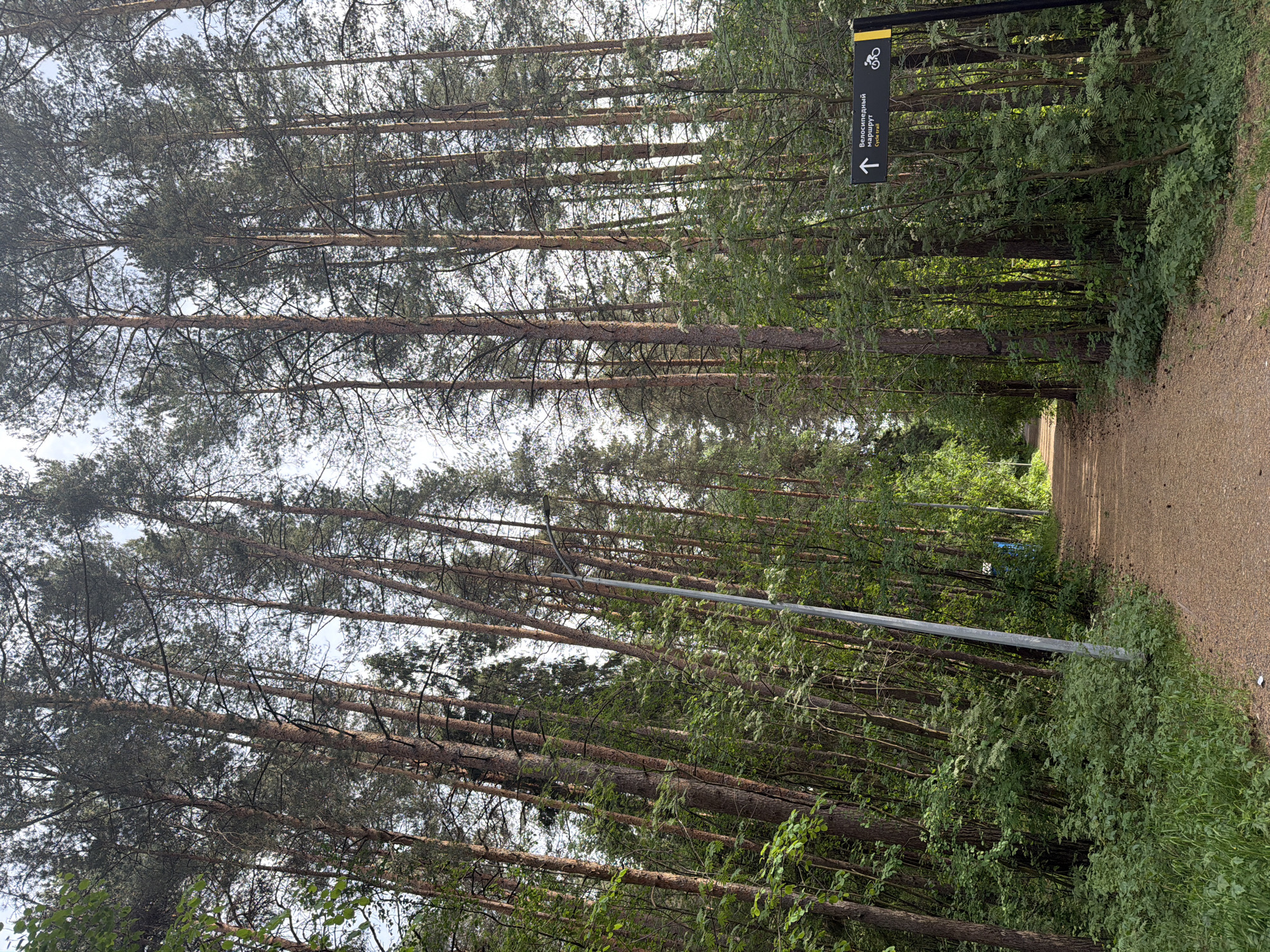 A dirt path leads into a dense forest. Tall, thin trees line both sides of the path, their branches intertwining overhead, creating a canopy. A sign with a bicycle symbol and text in Russian points left, indicating a cycle trail. A metal pole is visible on the left side of the path. The scene appears to be in Perm, Russia, based on the Russian text on the sign. The image is taken from a slightly elevated perspective, and the lighting is subdued, suggesting a partially overcast day.