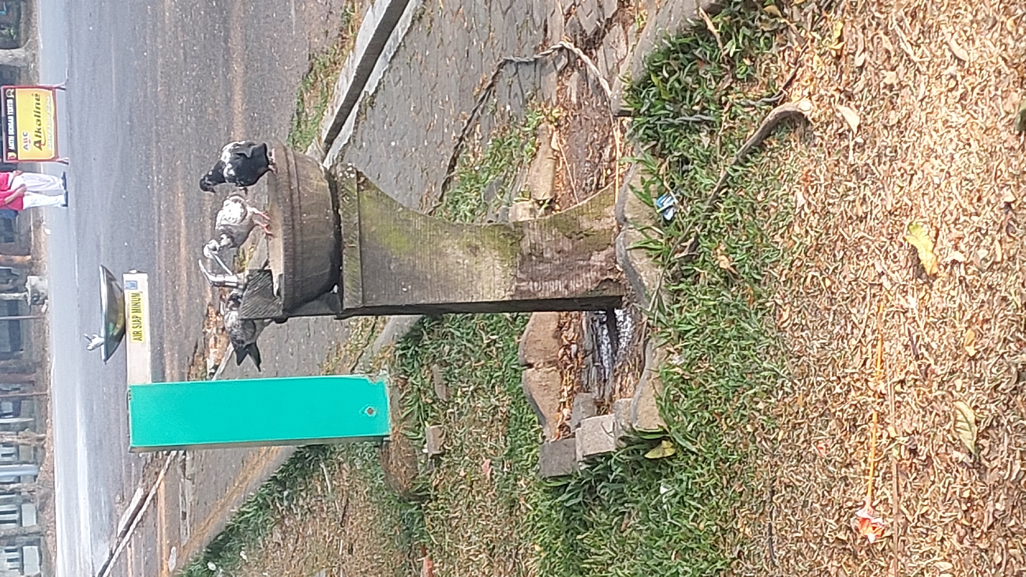 The image depicts a public area with a drinking fountain in the foreground, frequented by several pigeons. To the left of the fountain, a bright teal-colored post stands upright. The fountain itself appears to be made of weathered stone or concrete, with a basin at the top where the pigeons are gathered, some drinking. A tap is visible on the fountain structure. The ground around the fountain is covered in green grass and dry leaves. Behind the fountain, a paved walkway is visible, with a road beyond. In the background, a person in a red shirt and white pants is standing near a sign. Further in the background, there are trees and buildings. The sign in the background is red and yellow and has text that appears to be in Indonesian. The scene suggests an outdoor public space, possibly a park or a university campus, in Malang, Indonesia, given the presence of the Indonesian language on the sign and the general urban environment.