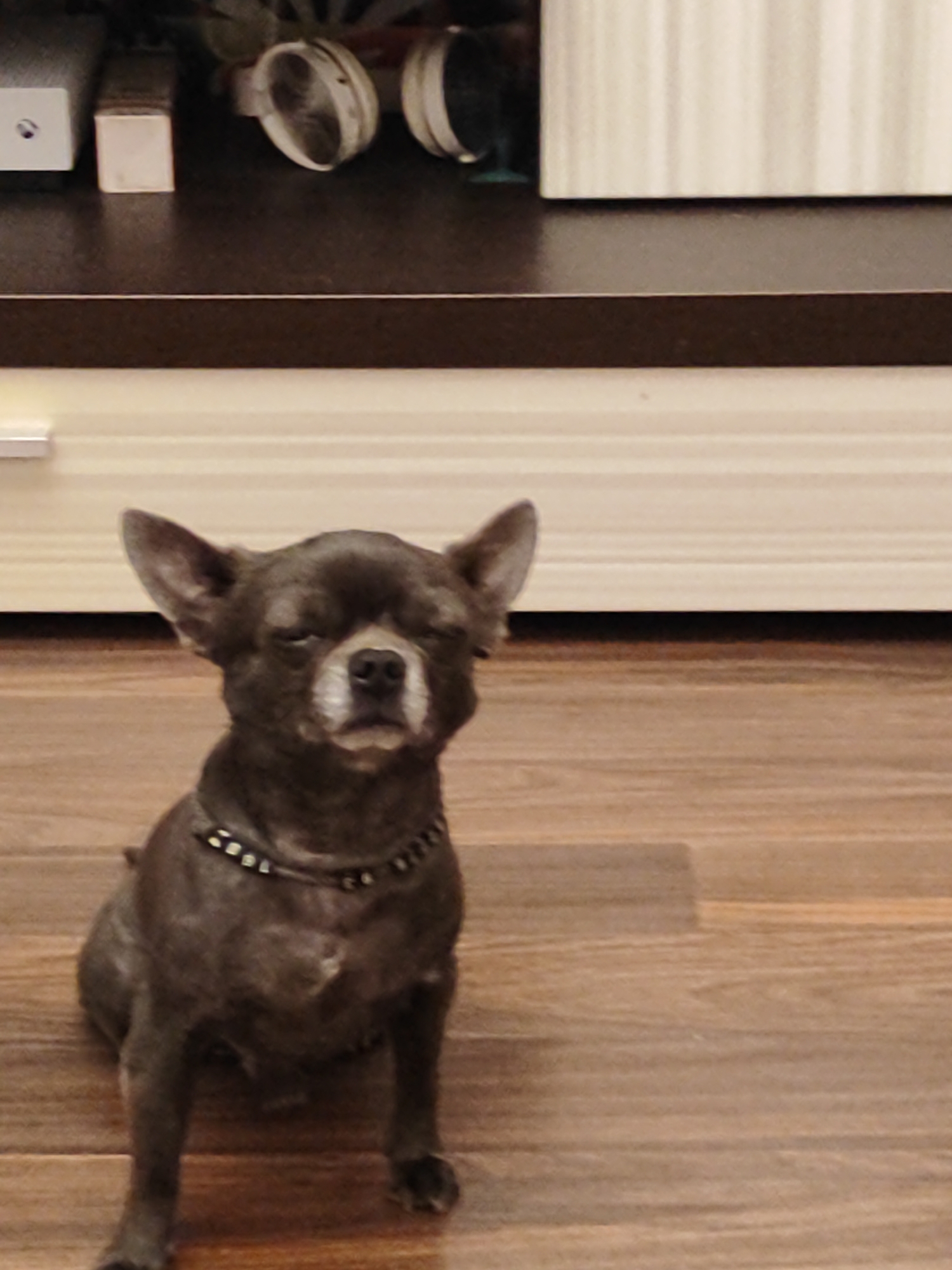 A small, dark-colored chihuahua is sitting on a wooden floor. The dog is facing the camera with its eyes partially closed. It is wearing a black collar with silver studs. In the background, there is a dark brown surface with some objects on it, including what appear to be headphones. Further in the background, there is a light-colored surface with vertical lines. The image does not provide any information or context about the city of Almaty, Kazakhstan.
