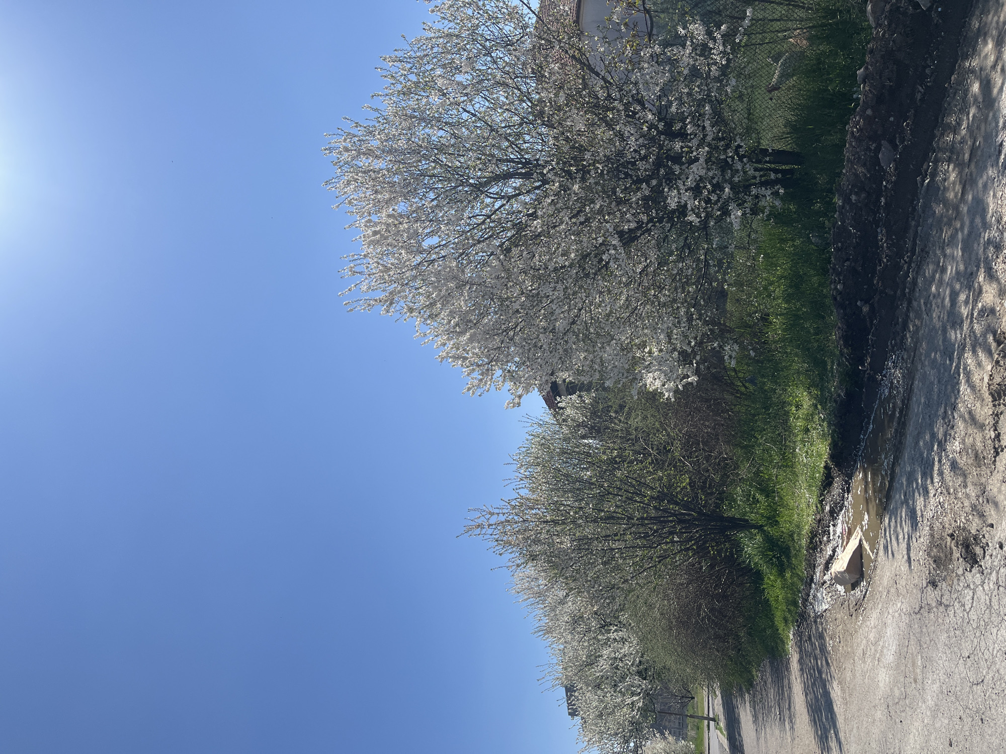 The image shows a row of flowering trees alongside a cracked asphalt road. Grass and some dirt are visible between the trees and the road. A puddle is present on the road. The sky is clear and blue. The location is possibly in Sofia, Bulgaria, based on the light and vegetation. No people are visible.