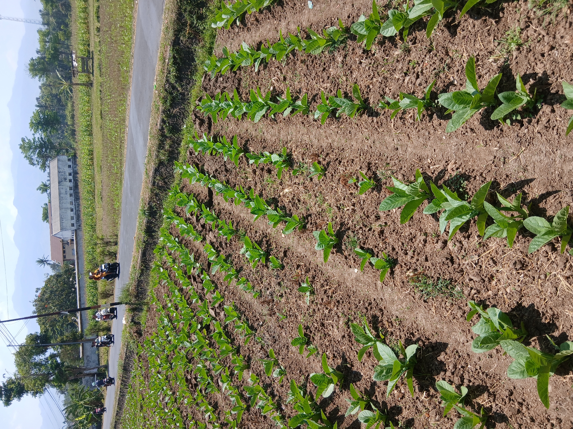 The image depicts a rural landscape in Kademangan Kulon, Indonesia, with a focus on a cultivated field of young tobacco plants. The plants are arranged in neat rows, stretching across the frame and disappearing into the distance. The soil is a rich brown, with some dry vegetation and straw scattered on the surface.
In the background, a paved road runs parallel to the field, bordered by a low stone wall and a ditch. Several people are riding motorcycles on the road, some of them appearing to be local residents. Beyond the road, there are fields of taller crops, possibly corn, and scattered trees. In the far distance, buildings and mountains can be seen under a bright, clear sky. The overall scene suggests a typical agricultural setting in a tropical region.